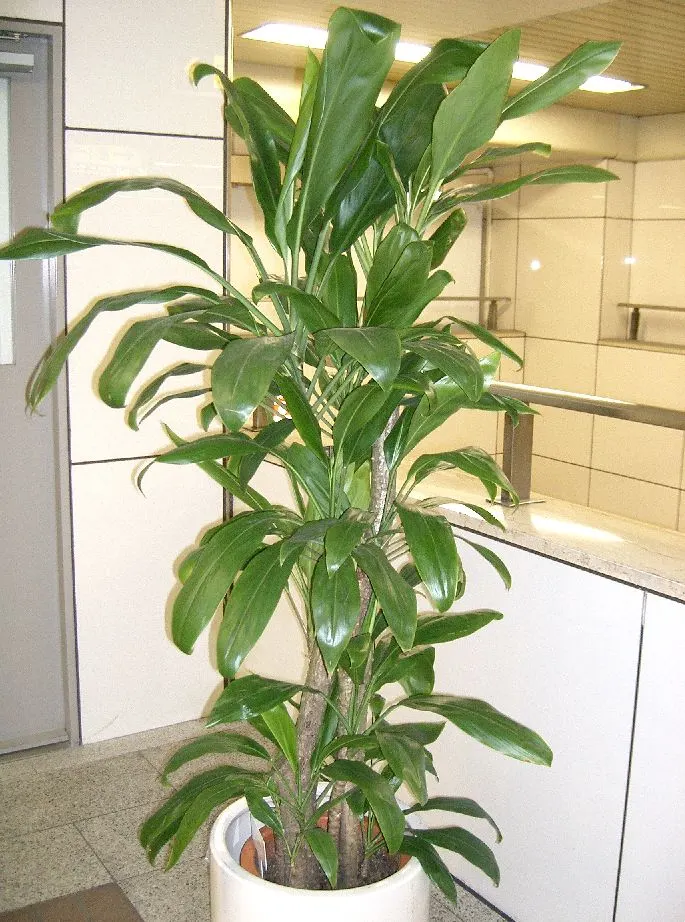 Hawaiian Ti Plant (Cordyline Terminalis) — Cordyline fruticosa (formerly known as Cordyline terminalis); imbues tropical flair with its evergreen, image 67