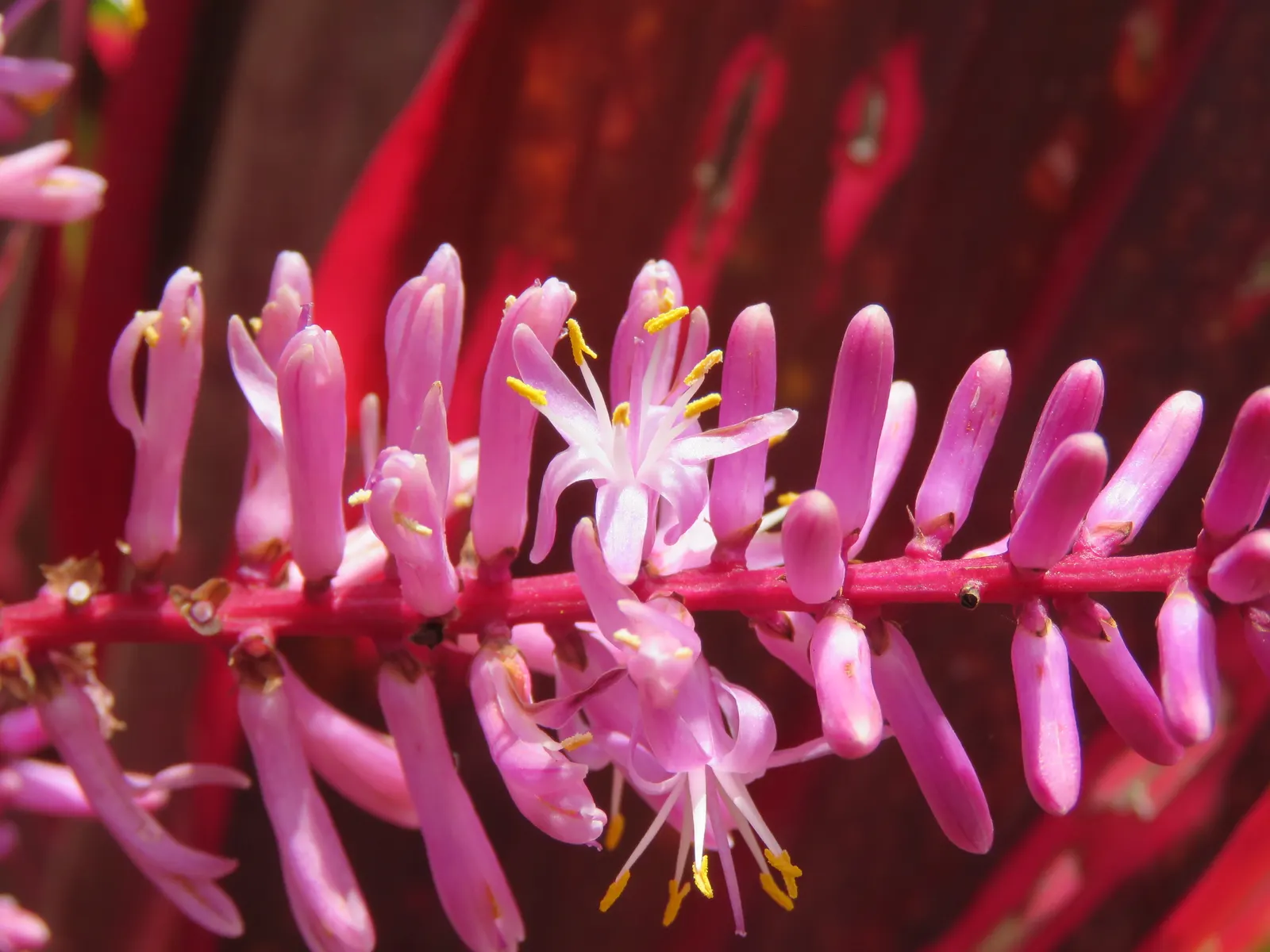 Hawaiian Ti Plant (Cordyline Terminalis) — consider placing it as a focal point or in groups to achieve a lush; enchanting both the client and, image 131