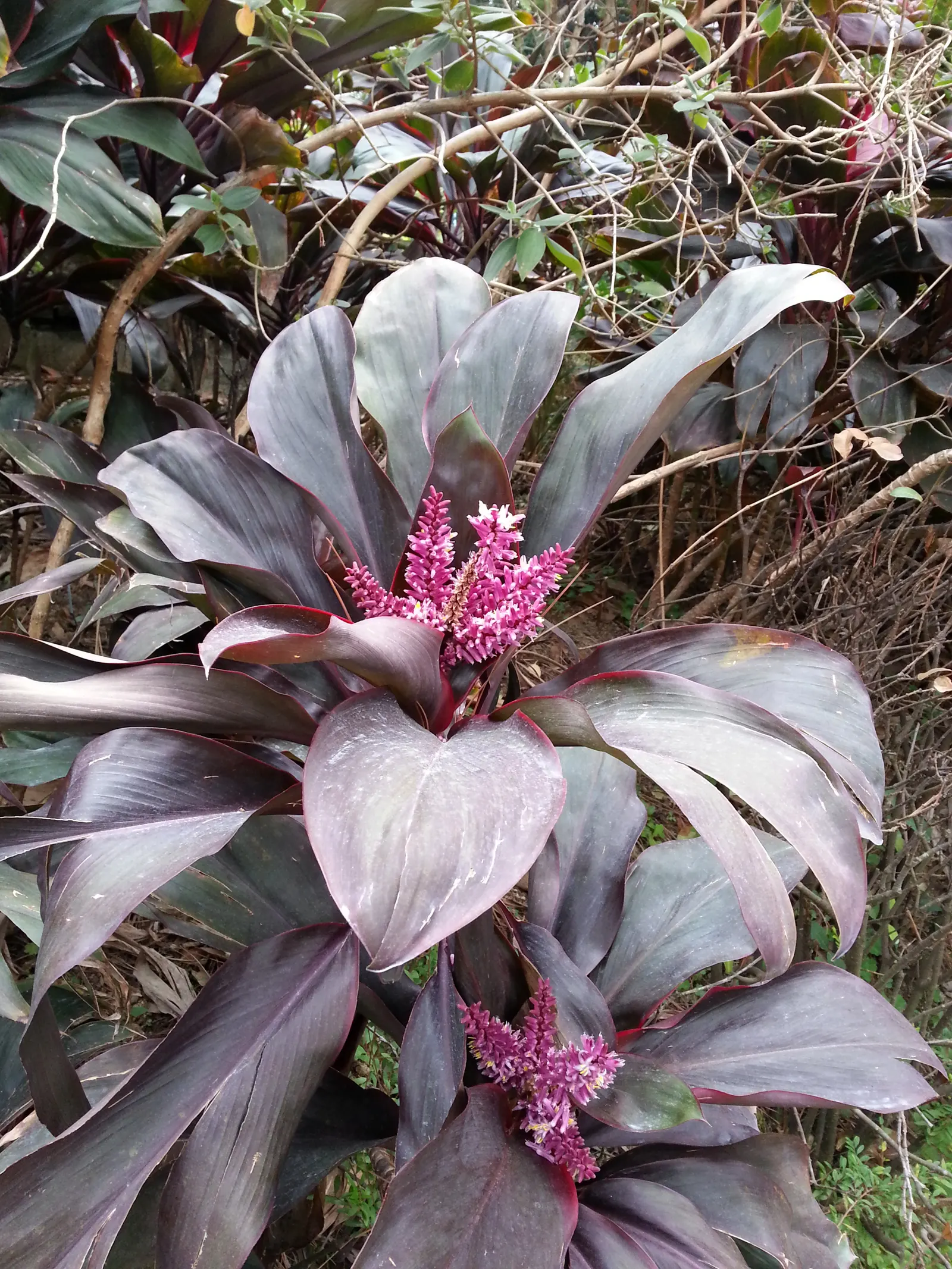Hawaiian Ti Plant (Cordyline Terminalis) — Prefers indirect sunlight, growing 3-10 ft high and 2-4 ft wide at maturity, image 48
