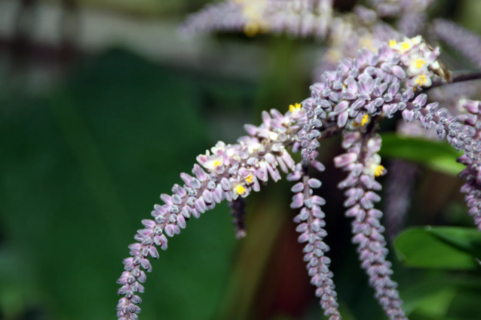Hawaiian Ti Plant (Cordyline Terminalis) — Seasonal blooms, purple or white, appear atop 1 ft stalks