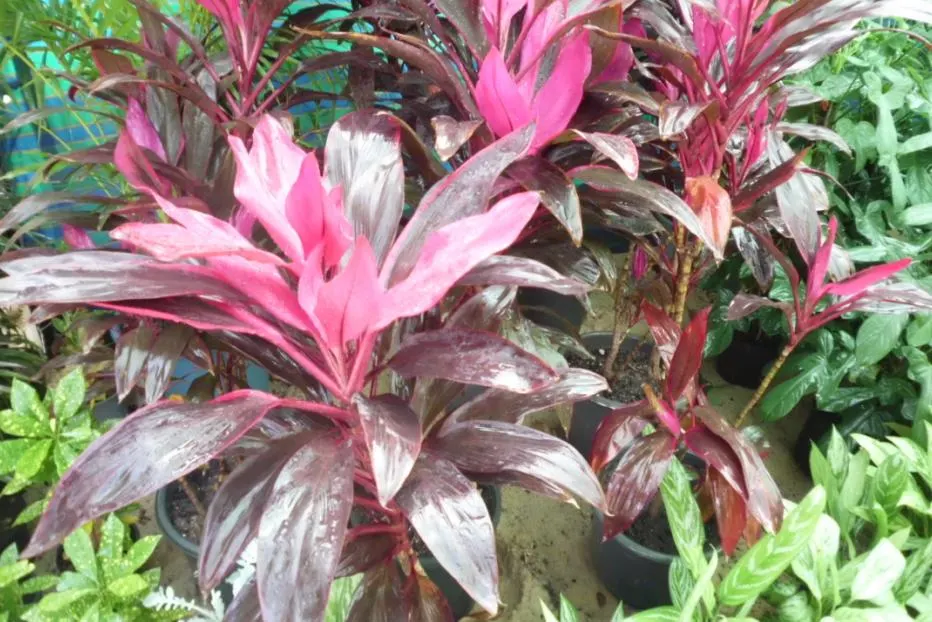 Hawaiian Ti Plant (Cordyline Terminalis) — The foliage presents in a stunning array of hues, image 158