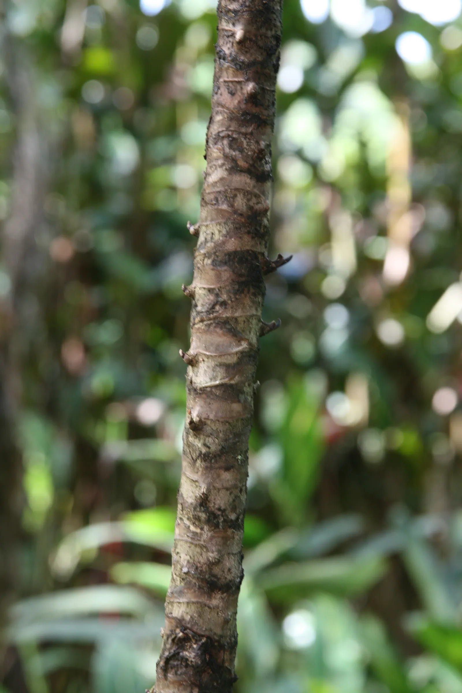 Hawaiian Ti Plant (Cordyline Terminalis) — indicating suitability for warmer climates or as a houseplant in cooler regions; cordyline fruticosa, image 55