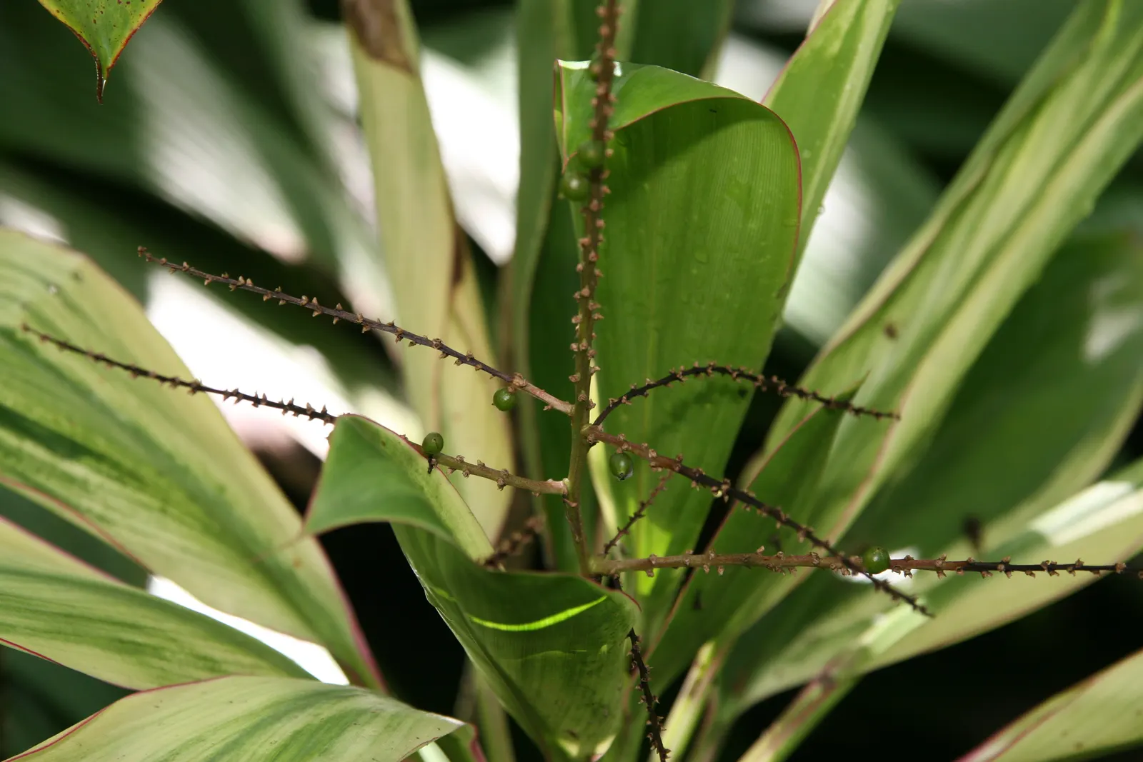 Hawaiian Ti Plant (Cordyline Terminalis) — Cordyline fruticosa (formerly known as Cordyline terminalis); imbues tropical flair with its evergreen, image 37