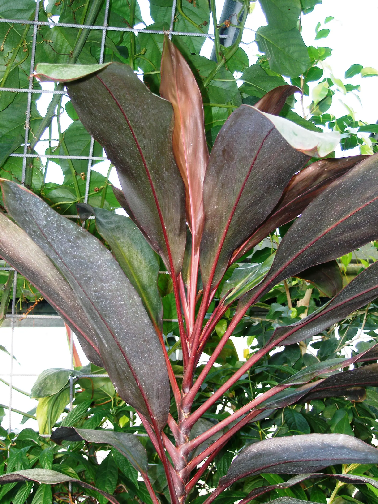 Hawaiian Ti Plant (Cordyline Terminalis) — The foliage presents in a stunning array of hues, image 38