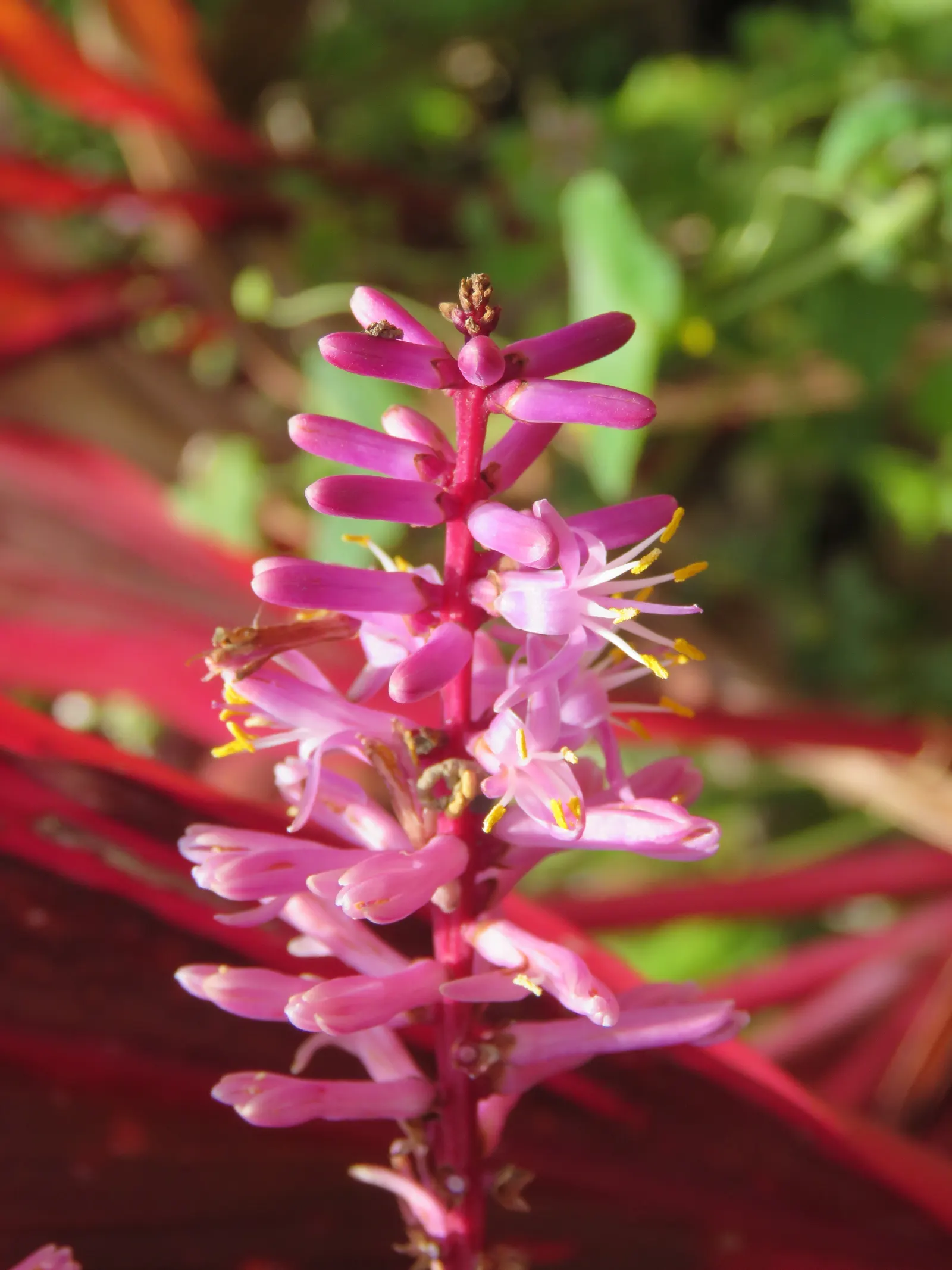 Hawaiian Ti Plant (Cordyline Terminalis) — this resilient and low-maintenance plant can become a captivating feature, image 73