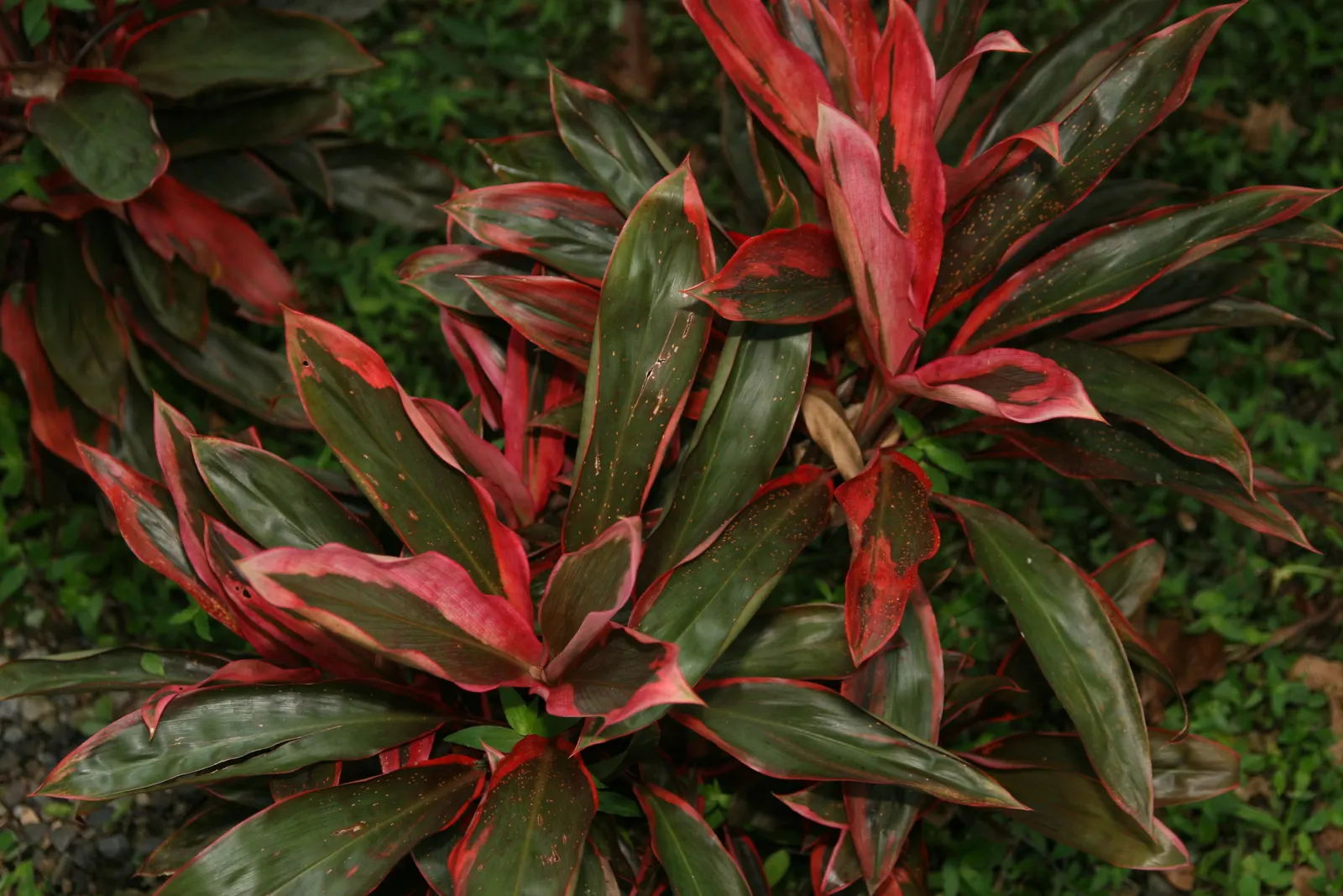 Hawaiian Ti Plant (Cordyline Terminalis) — Regular watering to maintain evenly moist soil and an application of a balanced; excellent for statement, image 192