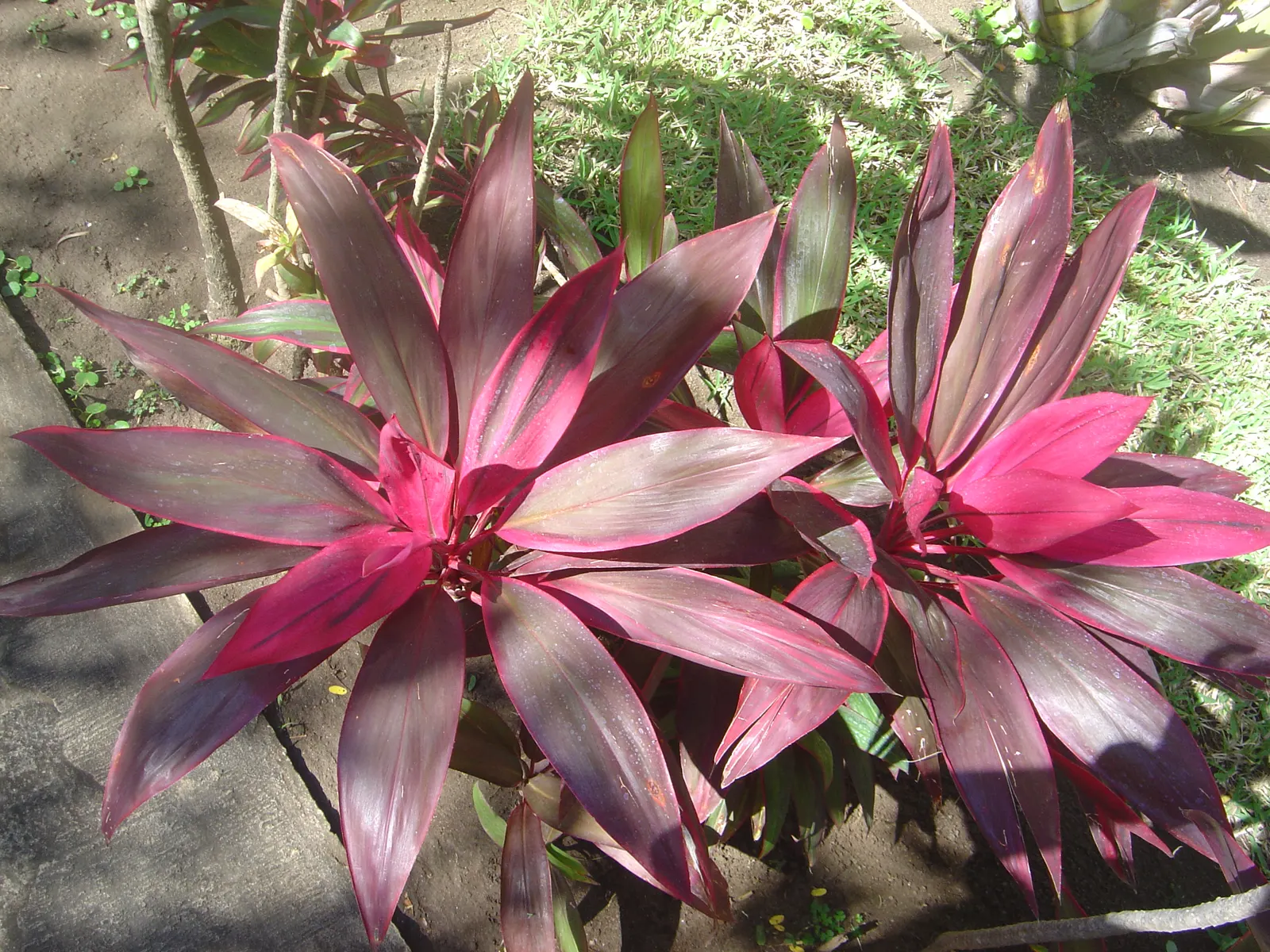 Hawaiian Ti Plant (Cordyline Terminalis) — imbues tropical flair with its evergreen; this striking accent thrives in well-drained soil with, image 76