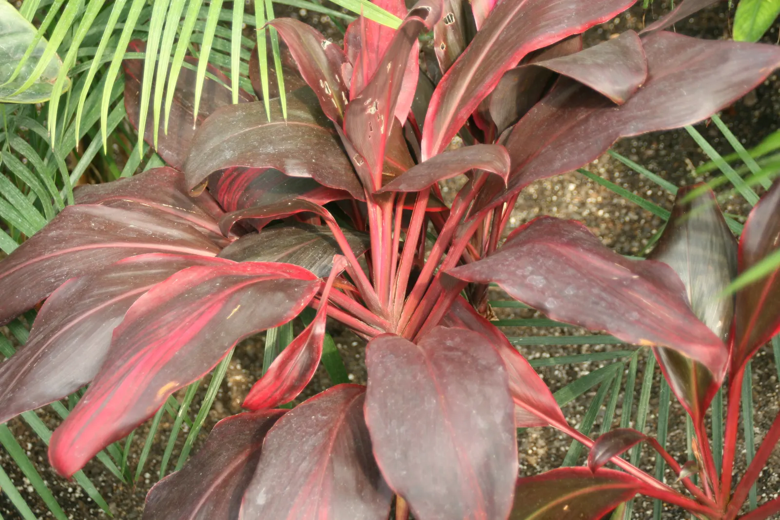 Hawaiian Ti Plant (Cordyline Terminalis) — this resilient and low-maintenance plant can become a captivating feature, image 133