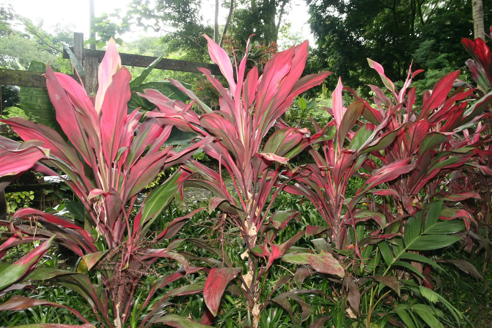 Hawaiian Ti Plant (Cordyline Terminalis) — indicating suitability for warmer climates or as a houseplant in cooler regions; cordyline fruticosa, image 40