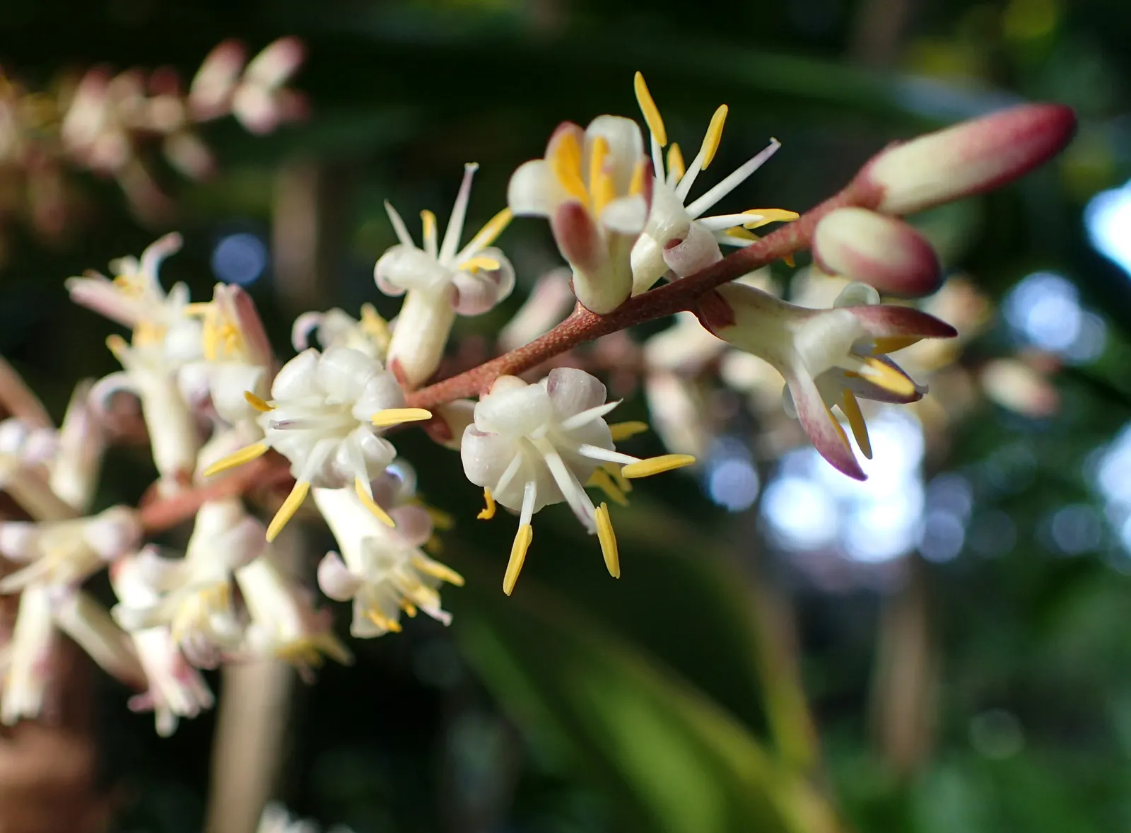 Hawaiian Ti Plant (Cordyline Terminalis) — indicating suitability for warmer climates or as a houseplant in cooler regions; cordyline fruticosa, image 175