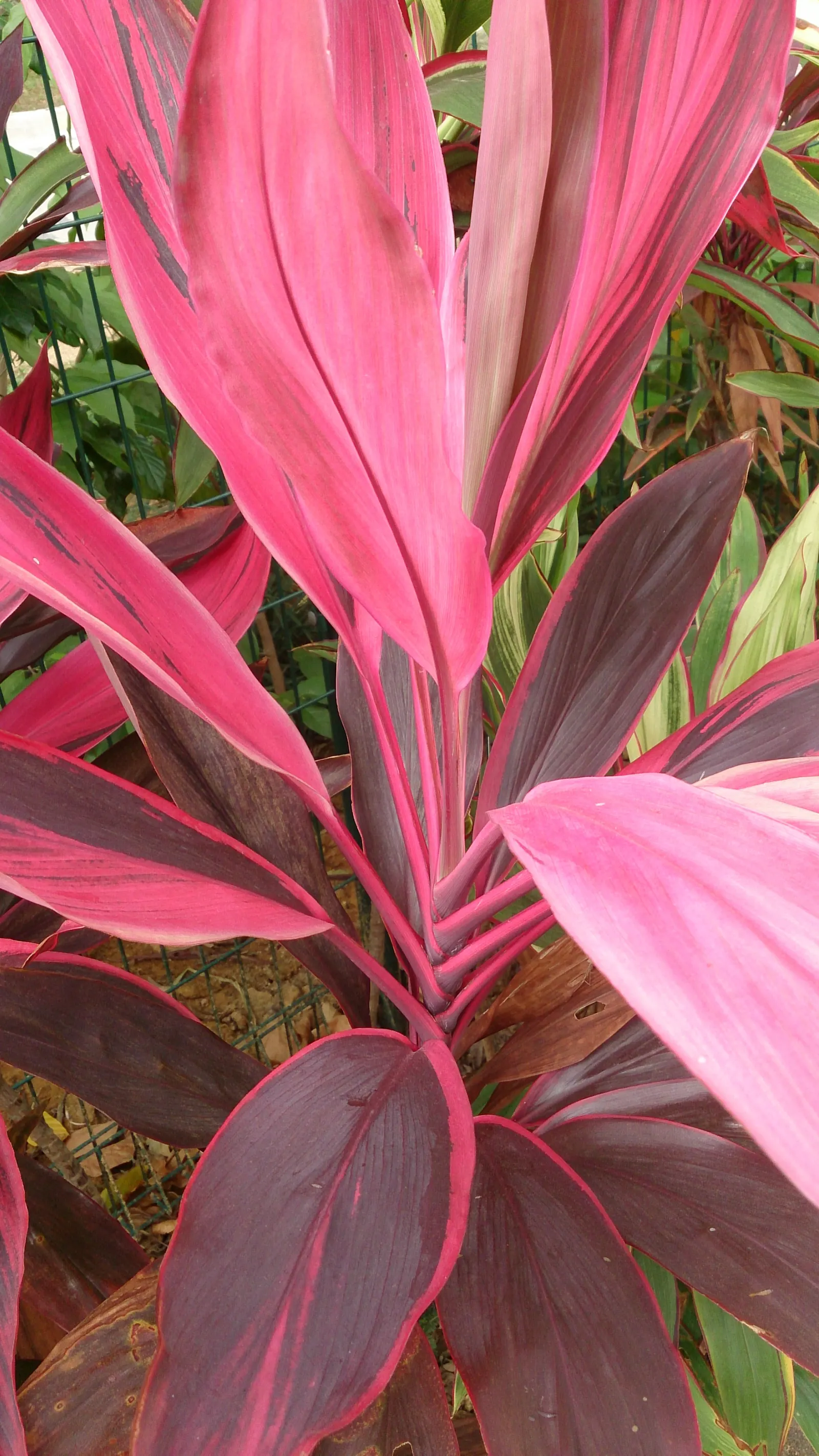 Hawaiian Ti Plant (Cordyline Terminalis) — enchanting both the client and visitors with its rich colors and striking appearance; seasonal blooms, image 44