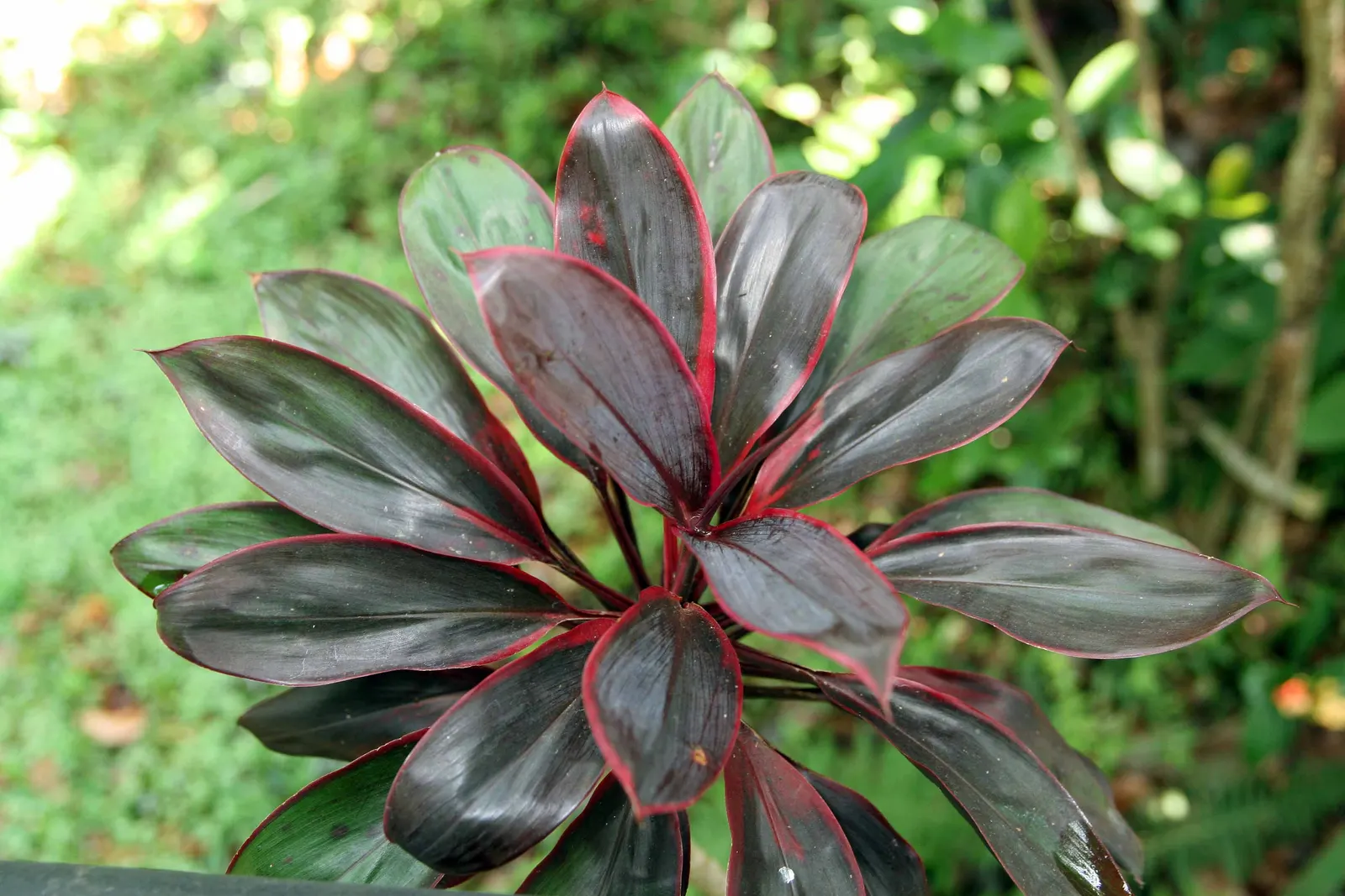 Hawaiian Ti Plant (Cordyline Terminalis) — This striking accent thrives in well-drained soil with moderate water; indicating suitability for warmer, image 154