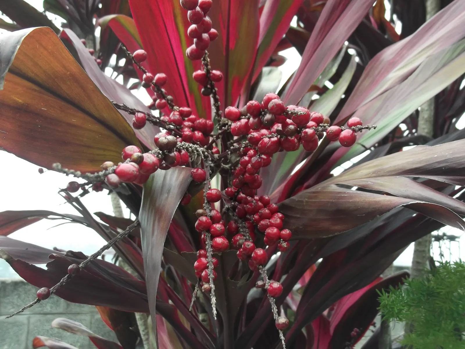 Hawaiian Ti Plant (Cordyline Terminalis) — imbues tropical flair with its evergreen; this striking accent thrives in well-drained soil with, image 121