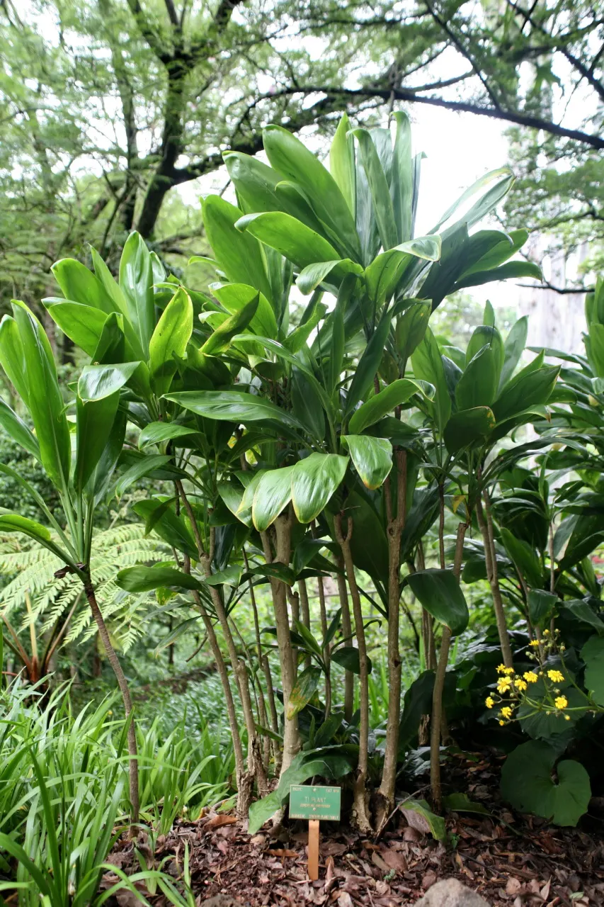 Hawaiian Ti Plant (Cordyline Terminalis) — perennial for full or half; regular watering to maintain evenly moist soil and an application of a, image 45
