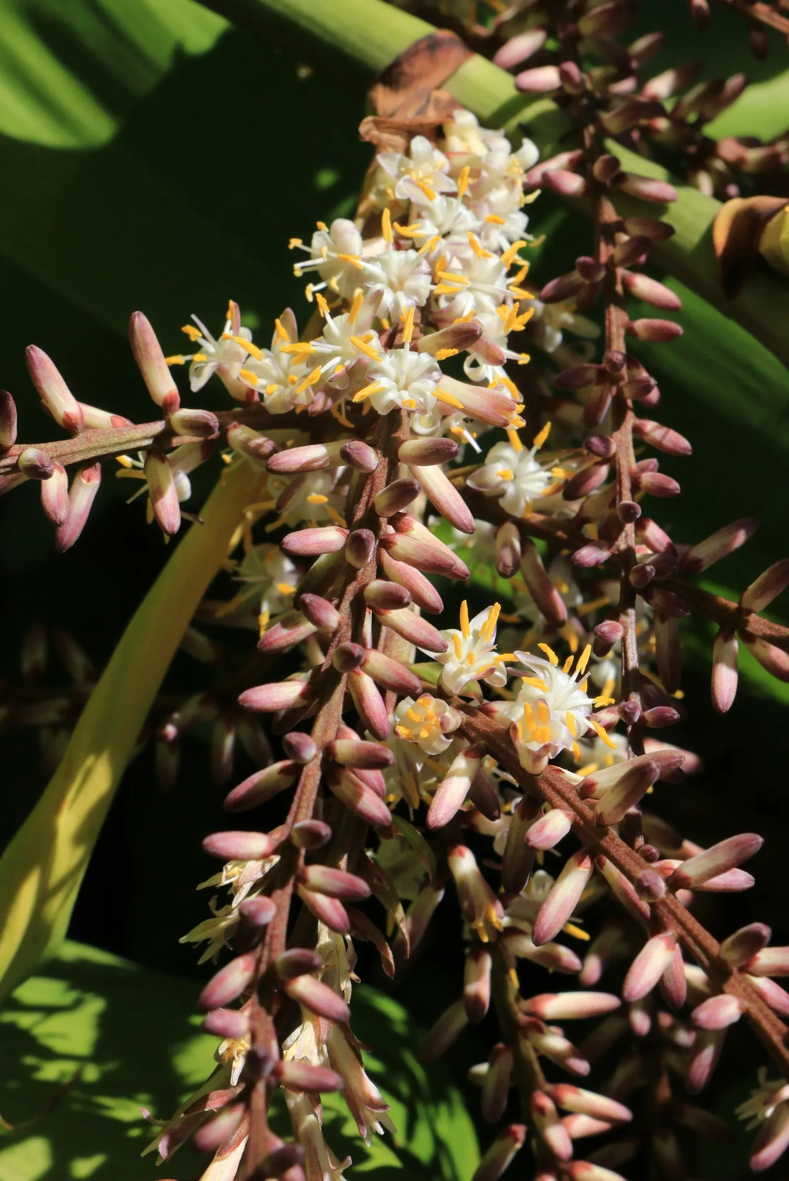 Hawaiian Ti Plant (Cordyline Terminalis) — Excellent for statement bordering or container planting, offering year-round foliage interest