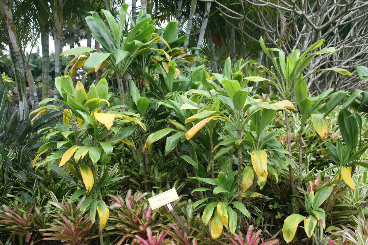 Hawaiian Ti Plant (Cordyline Terminalis) — Prefers indirect sunlight, growing 3-10 ft high and 2-4 ft wide at maturity, image 123