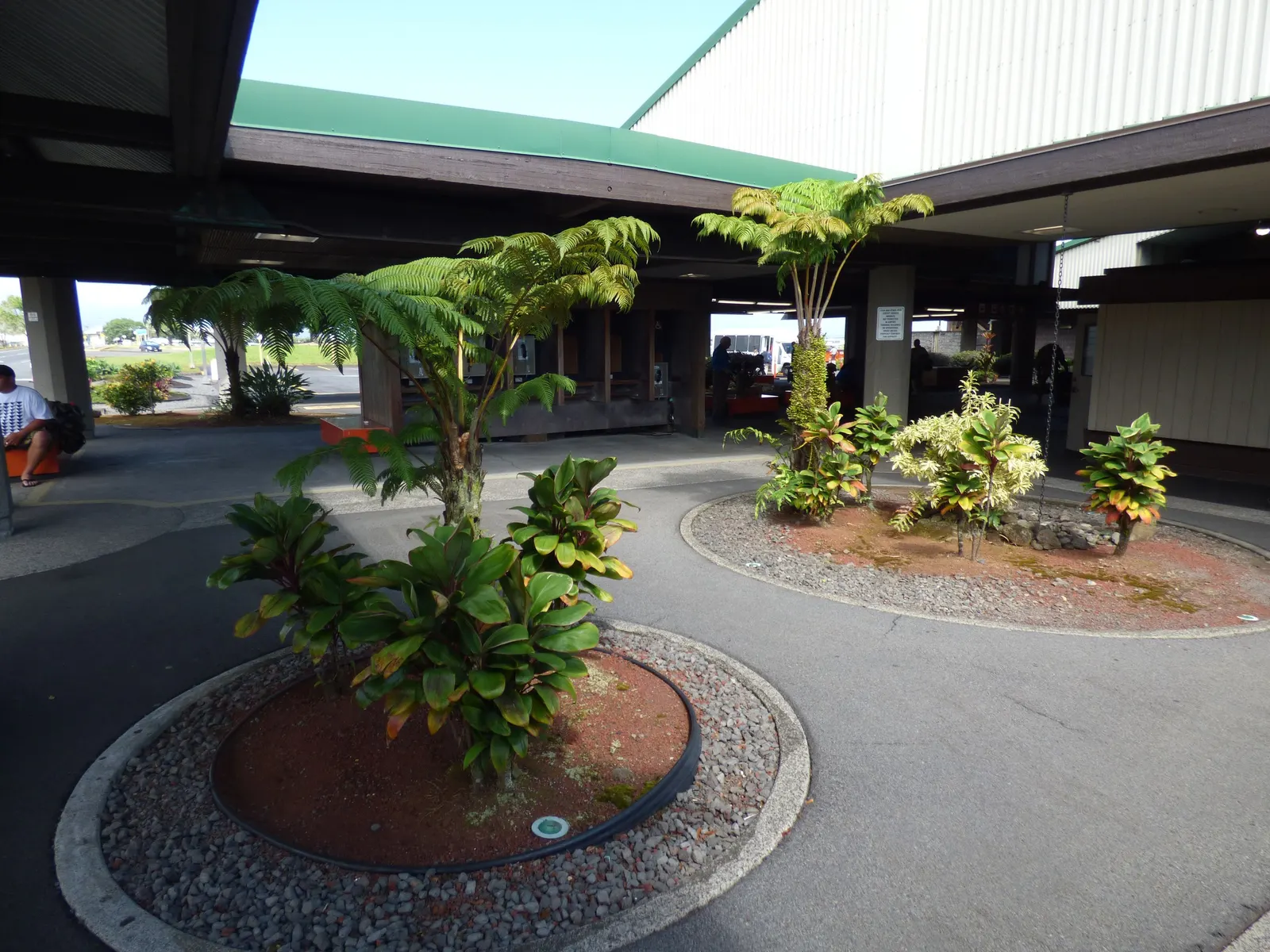 Hawaiian Ti Plant (Cordyline Terminalis) — enchanting both the client and visitors with its rich colors and striking appearance; seasonal blooms, image 119