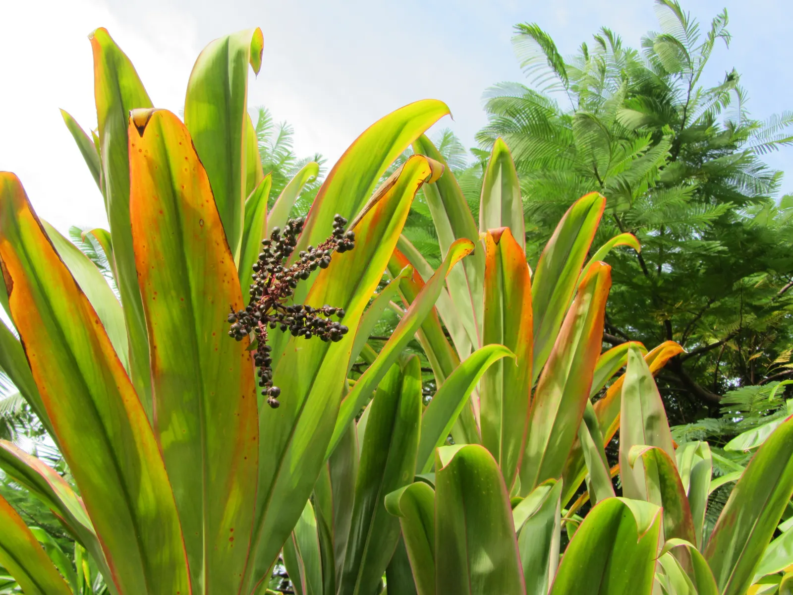 Hawaiian Ti Plant (Cordyline Terminalis) — consider placing it as a focal point or in groups to achieve a lush; enchanting both the client and, image 176