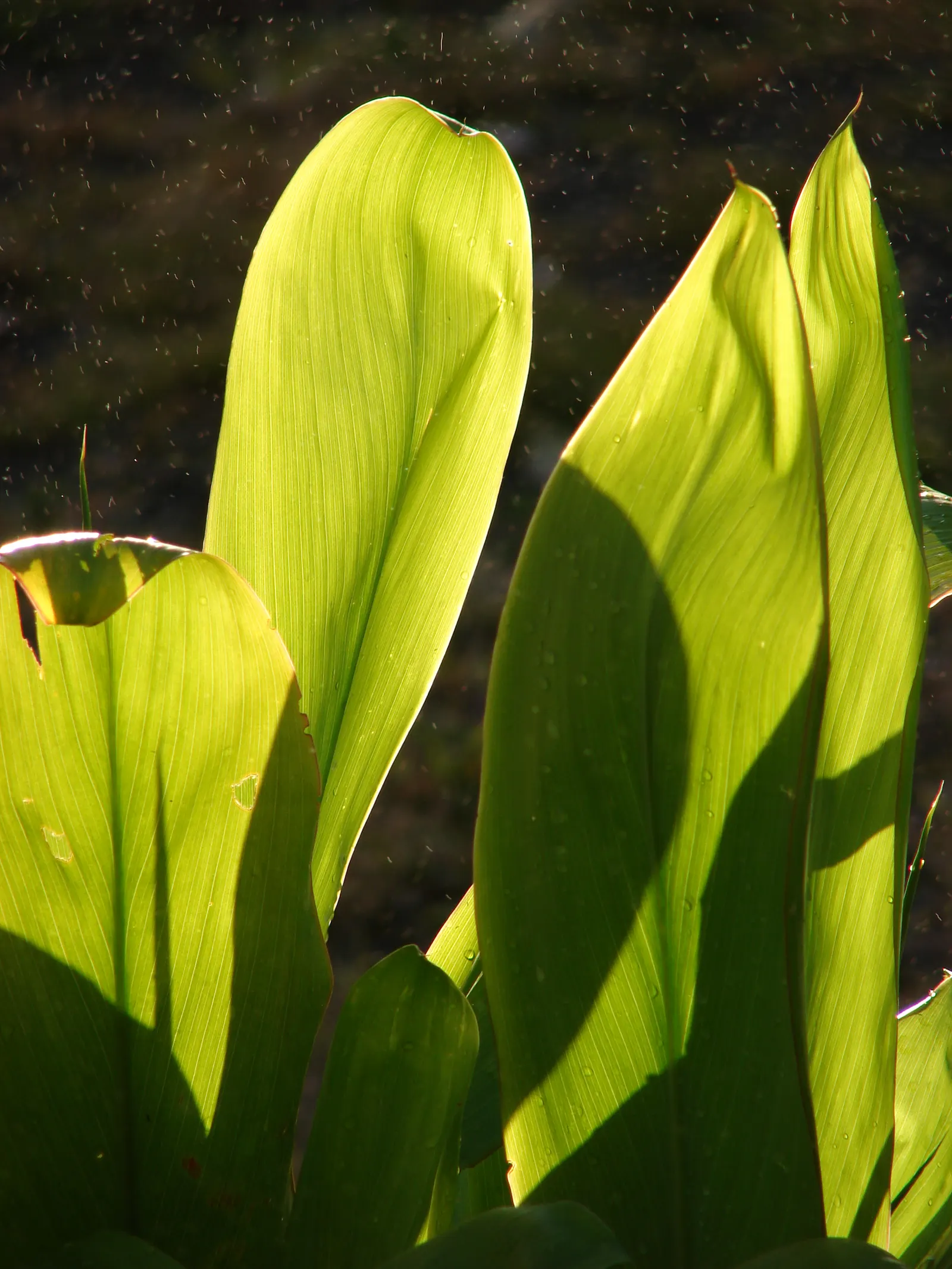 Hawaiian Ti Plant (Cordyline Terminalis) — consider placing it as a focal point or in groups to achieve a lush; enchanting both the client and, image 41