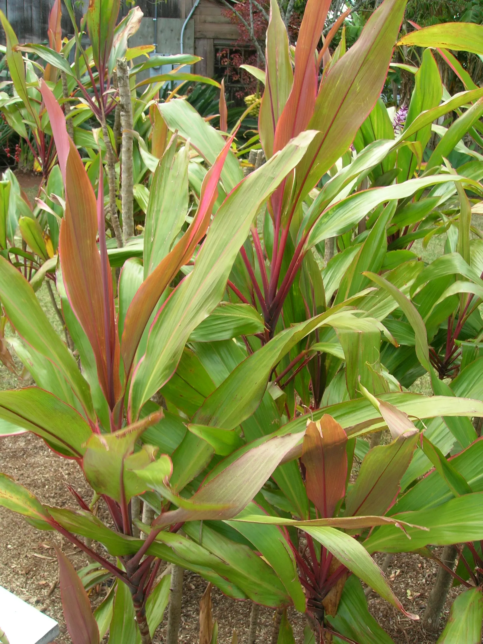 Hawaiian Ti Plant (Cordyline Terminalis) — Prefers indirect sunlight, growing 3-10 ft high and 2-4 ft wide at maturity, image 108