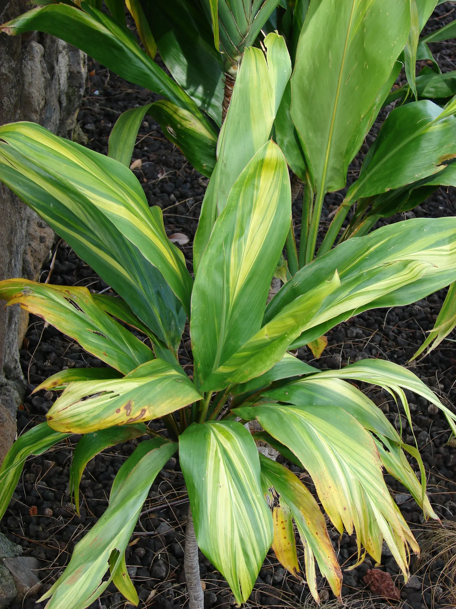 Hawaiian Ti Plant (Cordyline Terminalis) — This striking accent thrives in well-drained soil with moderate water; indicating suitability for warmer, image 94