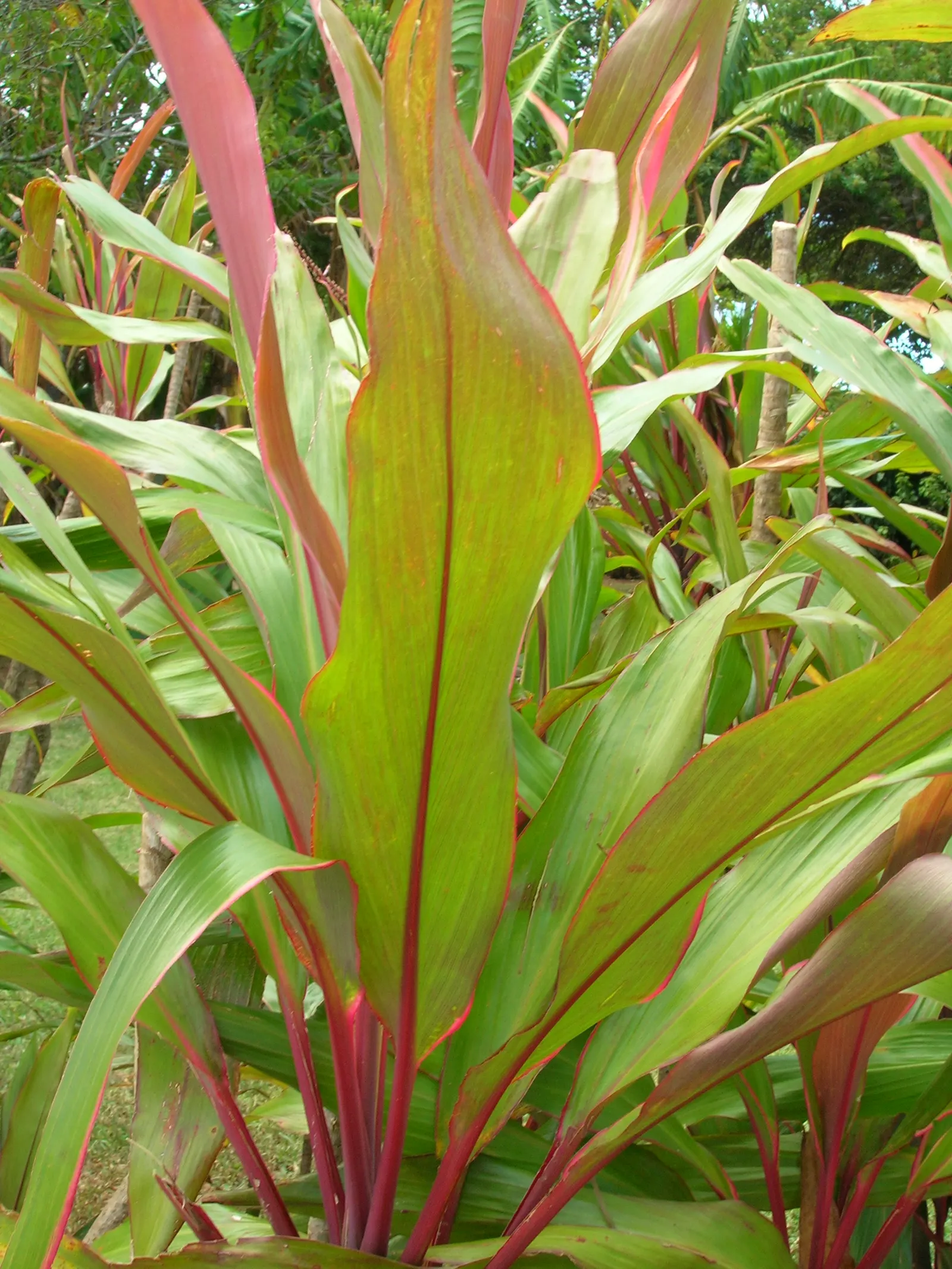 Hawaiian Ti Plant (Cordyline Terminalis) — consider placing it as a focal point or in groups to achieve a lush