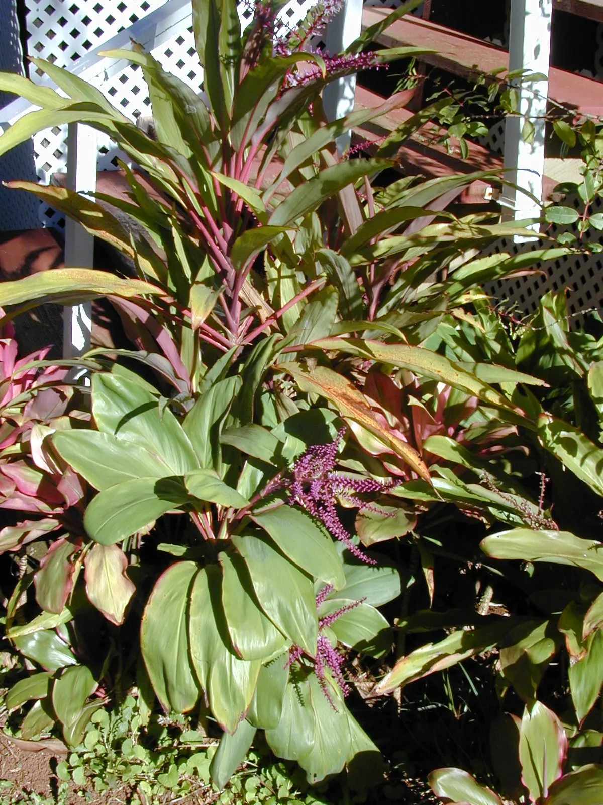 Hawaiian Ti Plant (Cordyline Terminalis) — from deep greens to variegated patterns of reds; perennial for full or half, image 69