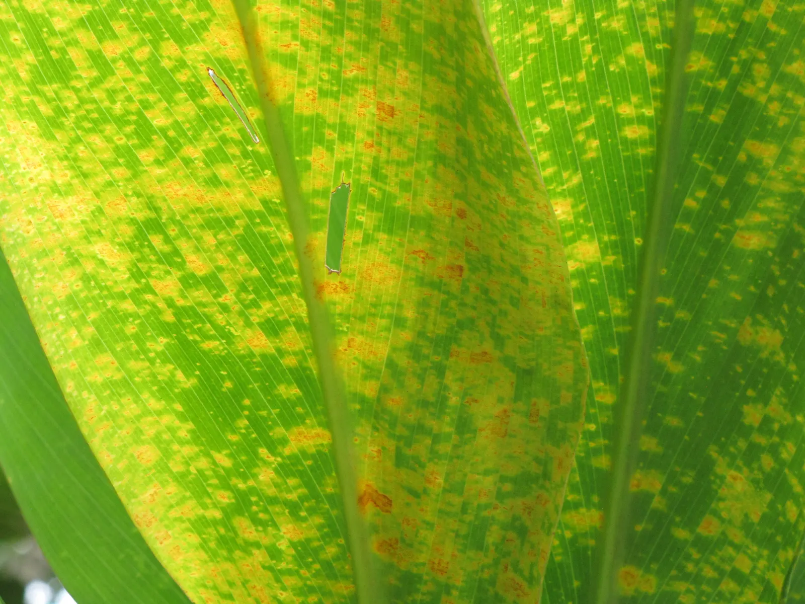 Hawaiian Ti Plant (Cordyline Terminalis) — Cordyline fruticosa (formerly known as Cordyline terminalis); imbues tropical flair with its evergreen, image 82