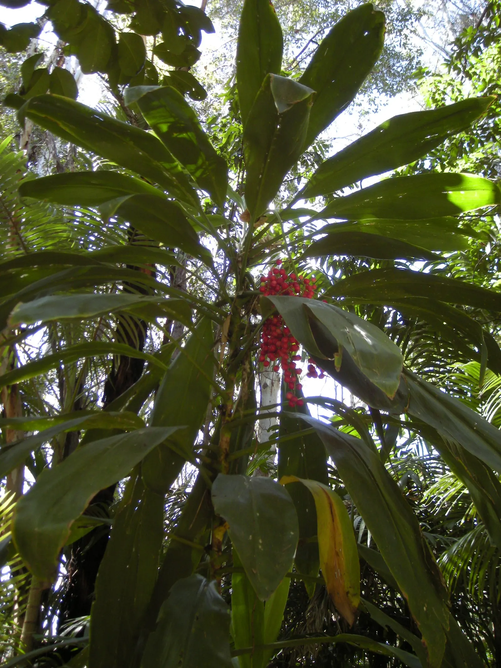 Hawaiian Ti Plant (Cordyline Terminalis) — Regular watering to maintain evenly moist soil and an application of a balanced; excellent for statement, image 102
