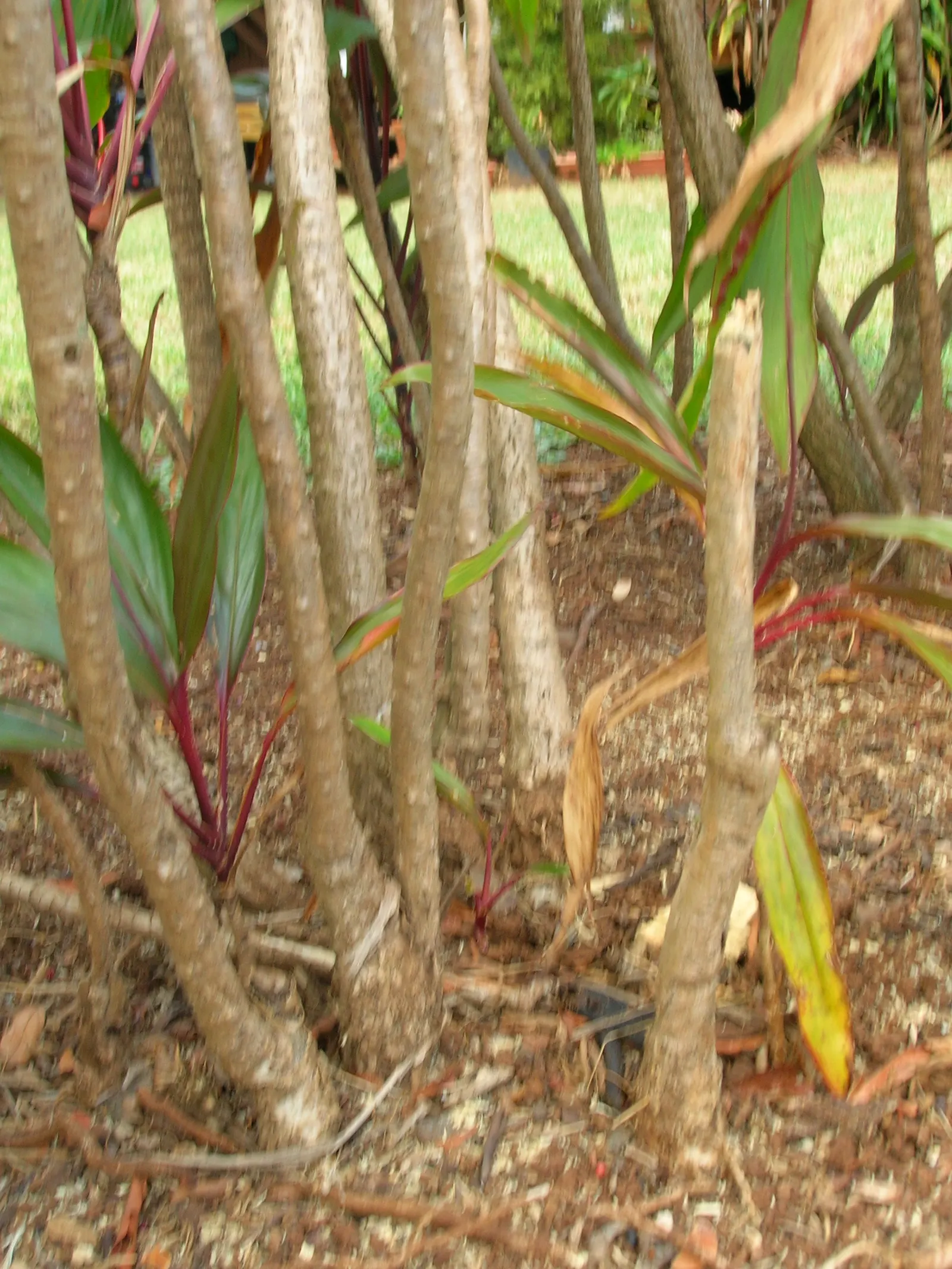 Hawaiian Ti Plant (Cordyline Terminalis) — Excellent for statement bordering or container planting, offering year-round foliage interest; from deep, image 171