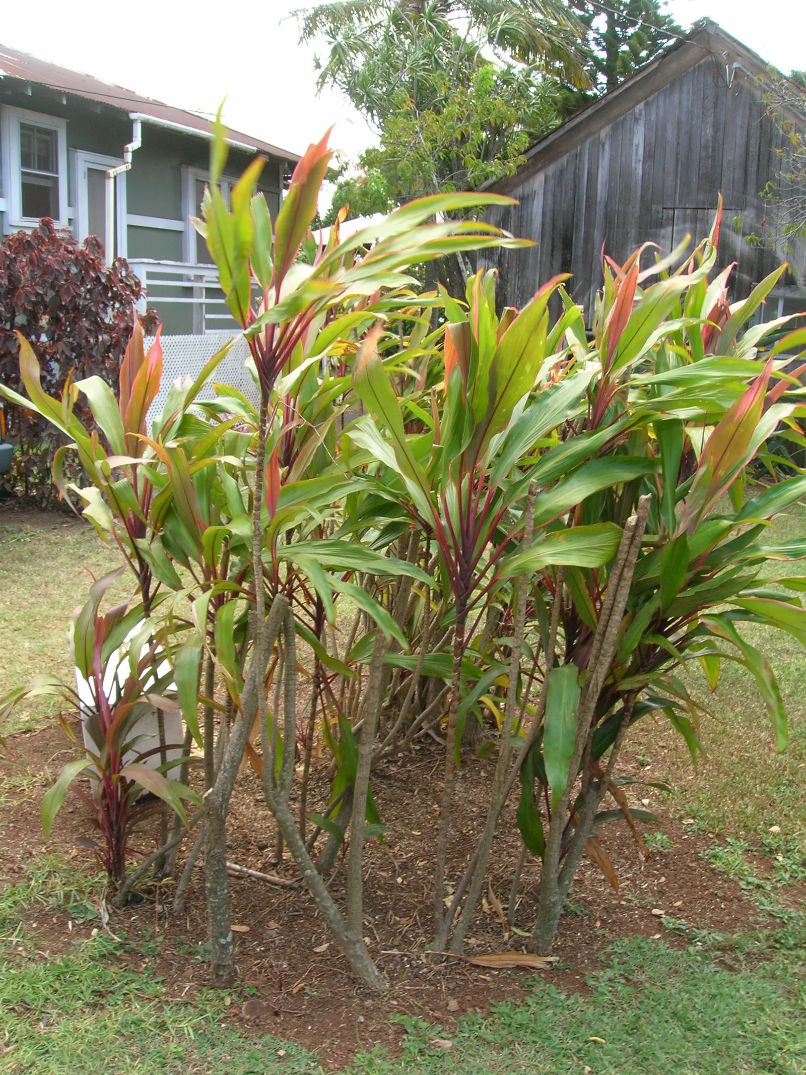Hawaiian Ti Plant (Cordyline Terminalis) — perennial for full or half; regular watering to maintain evenly moist soil and an application of a, image 150