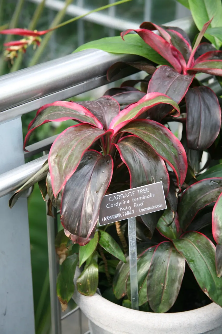 Hawaiian Ti Plant (Cordyline Terminalis) — This striking accent thrives in well-drained soil with moderate water; indicating suitability for warmer, image 109