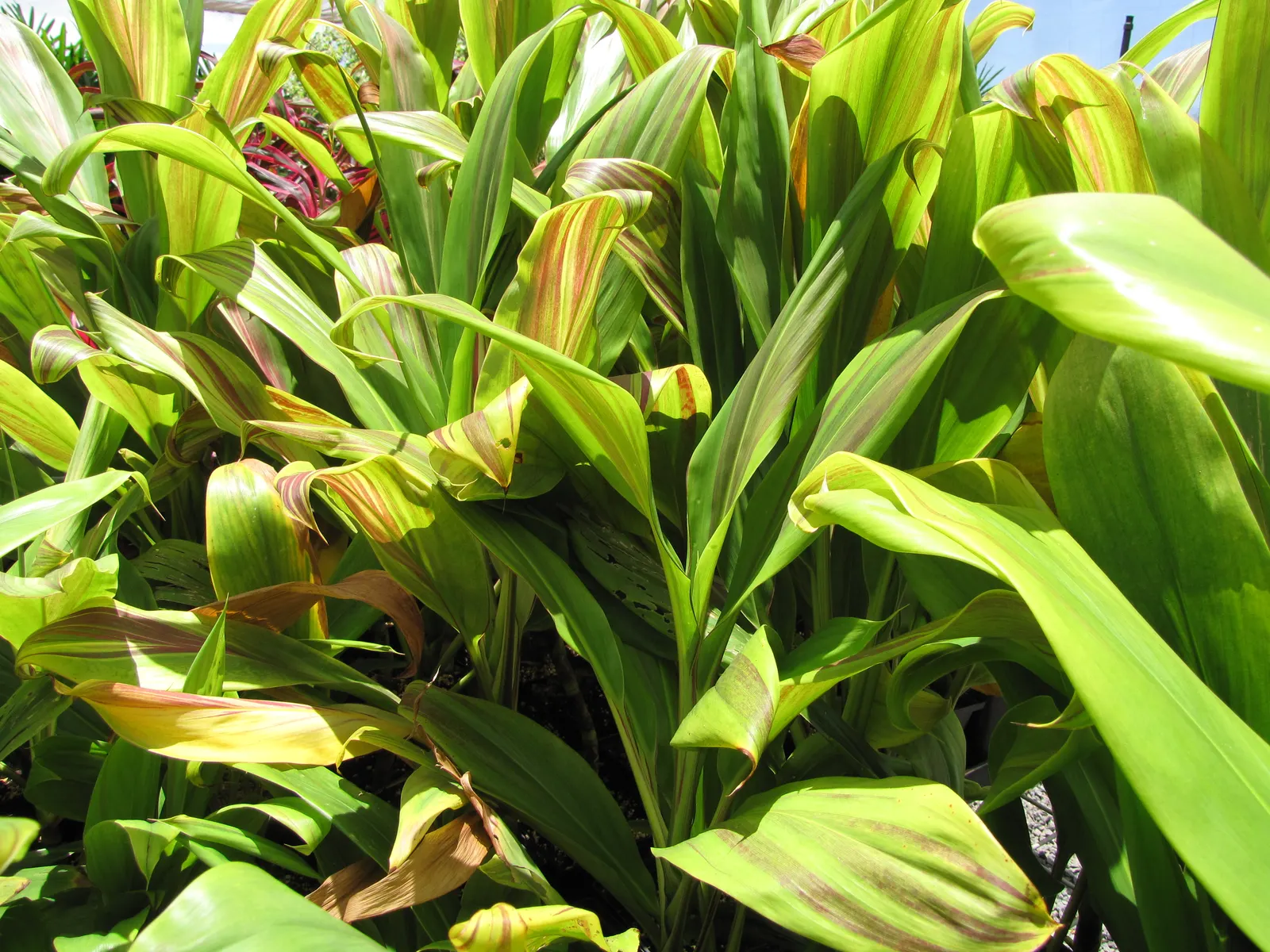 Hawaiian Ti Plant (Cordyline Terminalis) — The foliage presents in a stunning array of hues, image 203