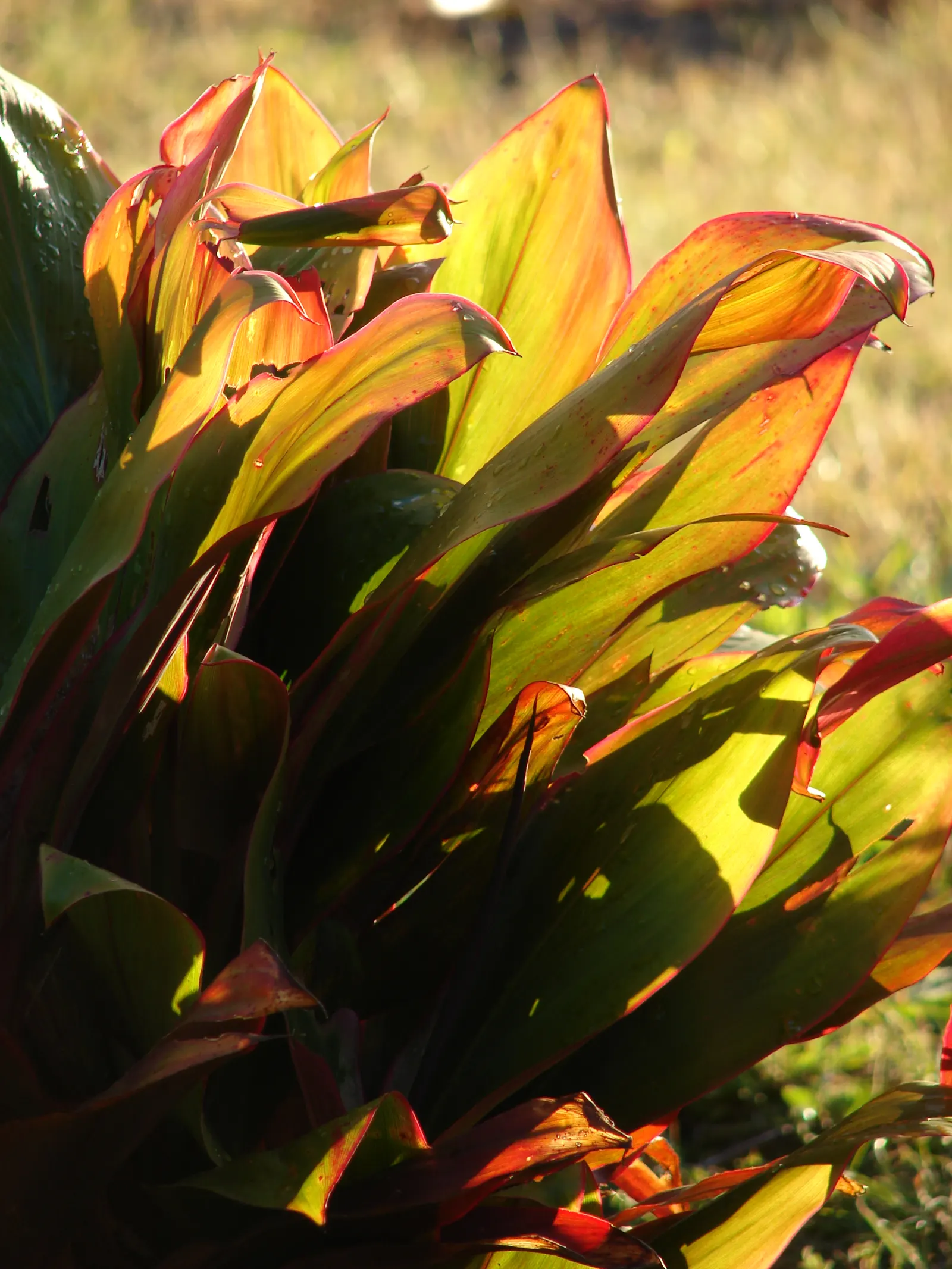 Hawaiian Ti Plant (Cordyline Terminalis) — Cordyline fruticosa (formerly known as Cordyline terminalis); imbues tropical flair with its evergreen, image 187