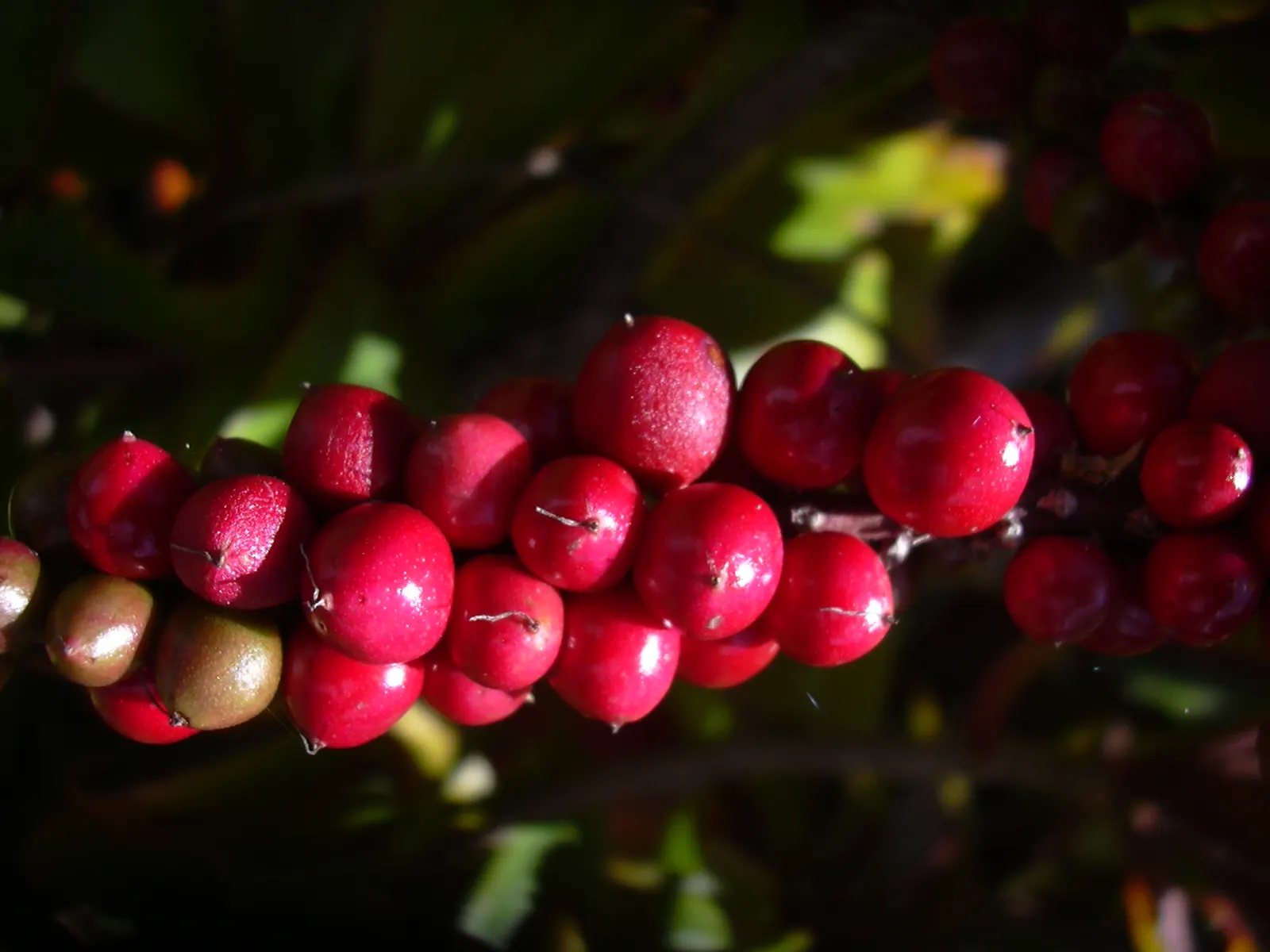 Hawaiian Ti Plant (Cordyline Terminalis) — This striking accent thrives in well-drained soil with moderate water; indicating suitability for warmer, image 124