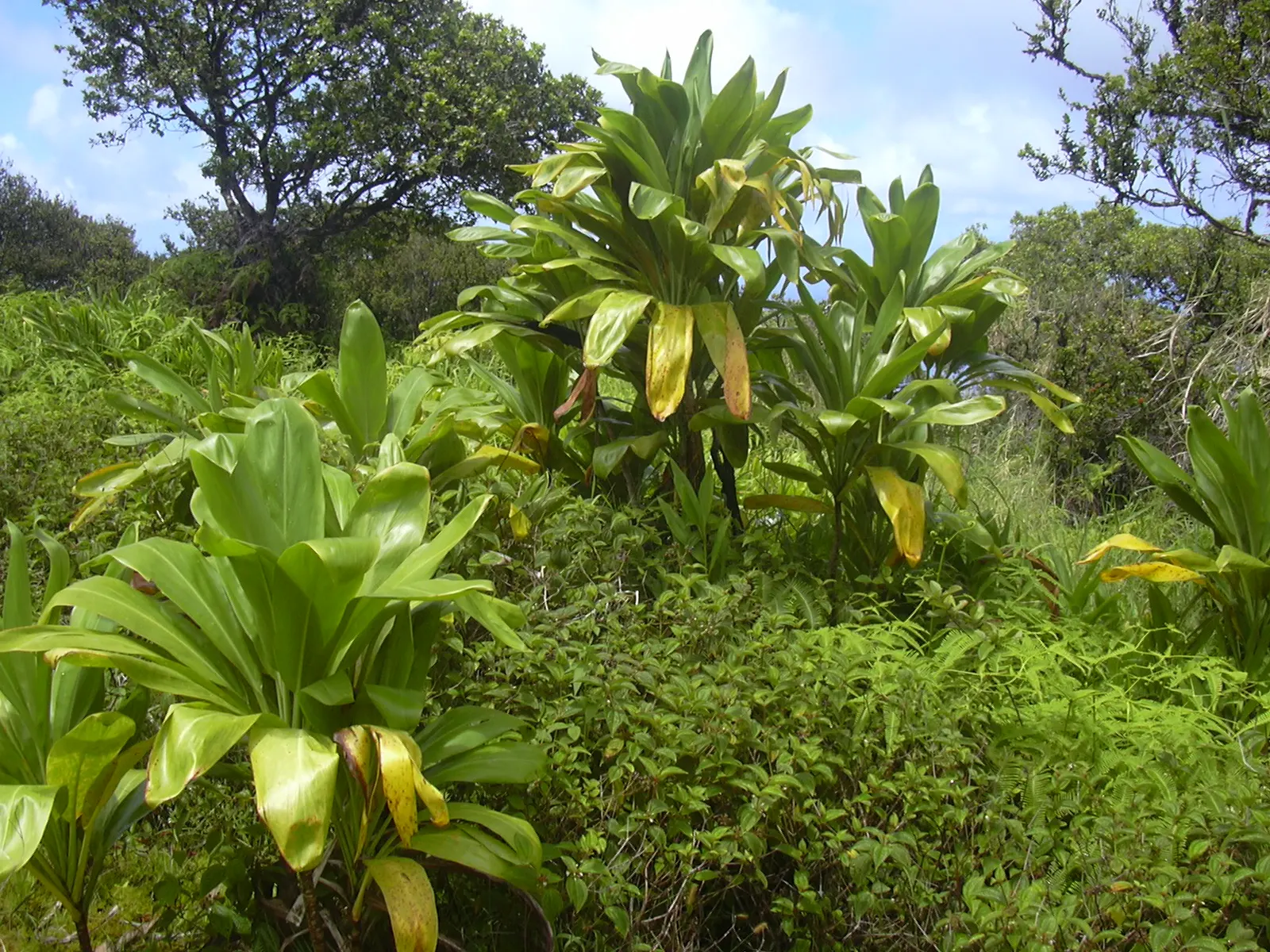 Hawaiian Ti Plant (Cordyline Terminalis) — imbues tropical flair with its evergreen; this striking accent thrives in well-drained soil with, image 61