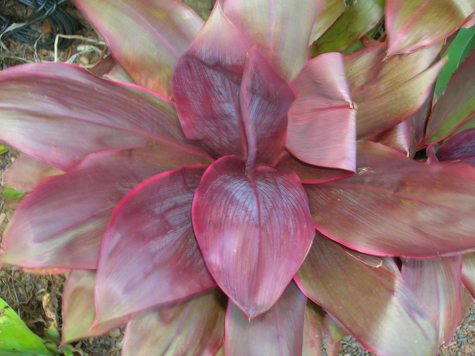 Hawaiian Ti Plant (Cordyline Terminalis) — Regular watering to maintain evenly moist soil and an application of a balanced