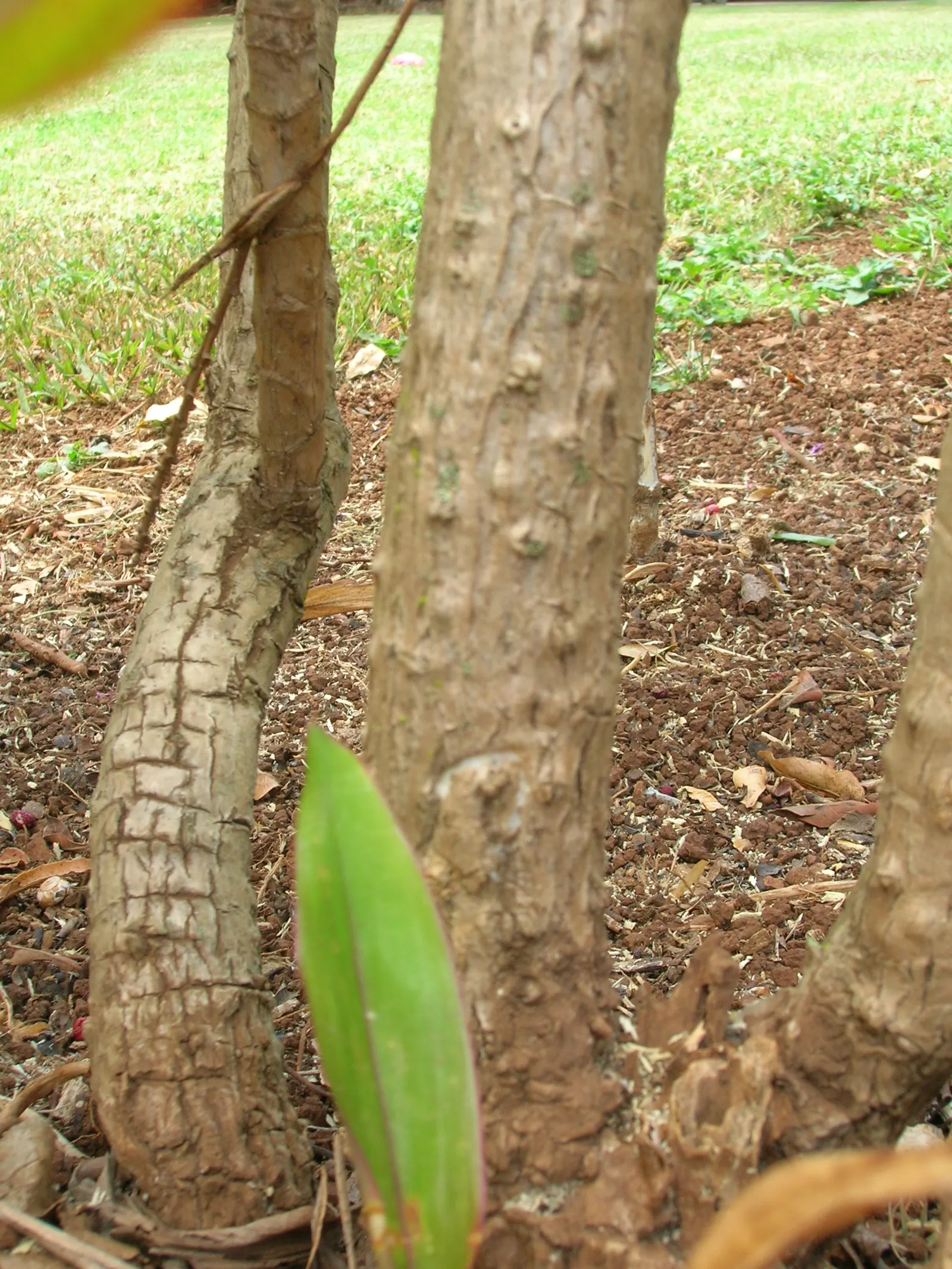 Hawaiian Ti Plant (Cordyline Terminalis) — Seasonal blooms, purple or white, appear atop 1 ft stalks; vibrant leaves arching 1-2 ft long, image 80