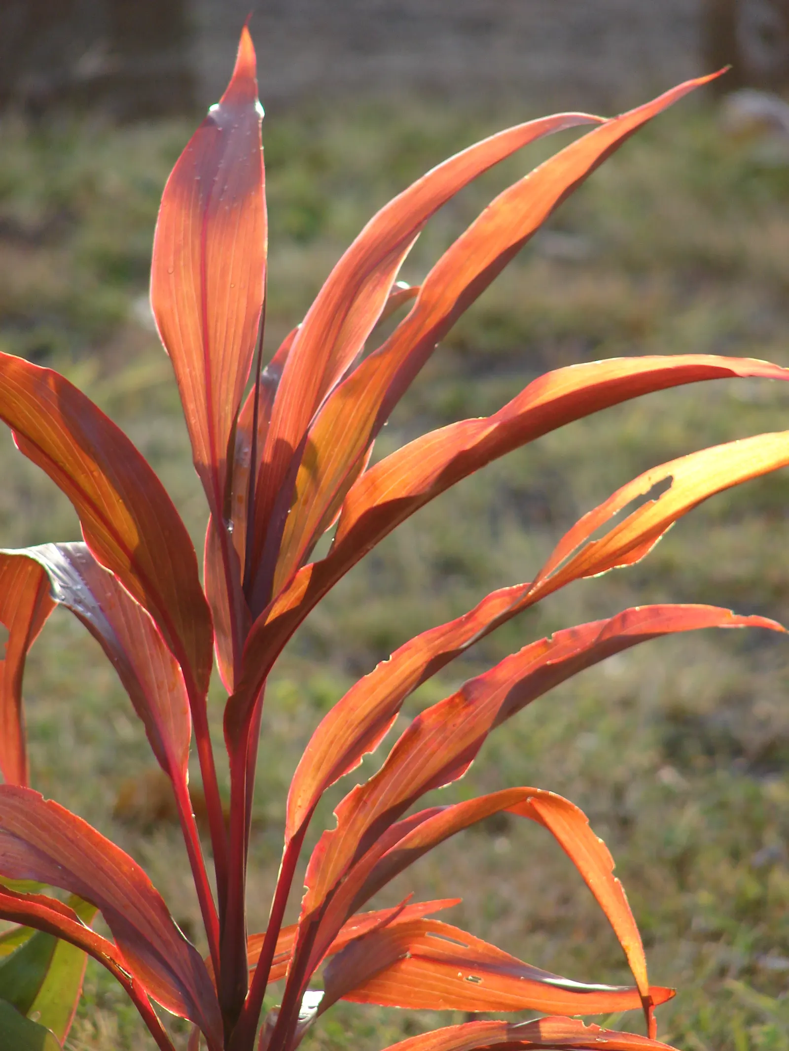 Hawaiian Ti Plant (Cordyline Terminalis) — This striking accent thrives in well-drained soil with moderate water; indicating suitability for warmer, image 49