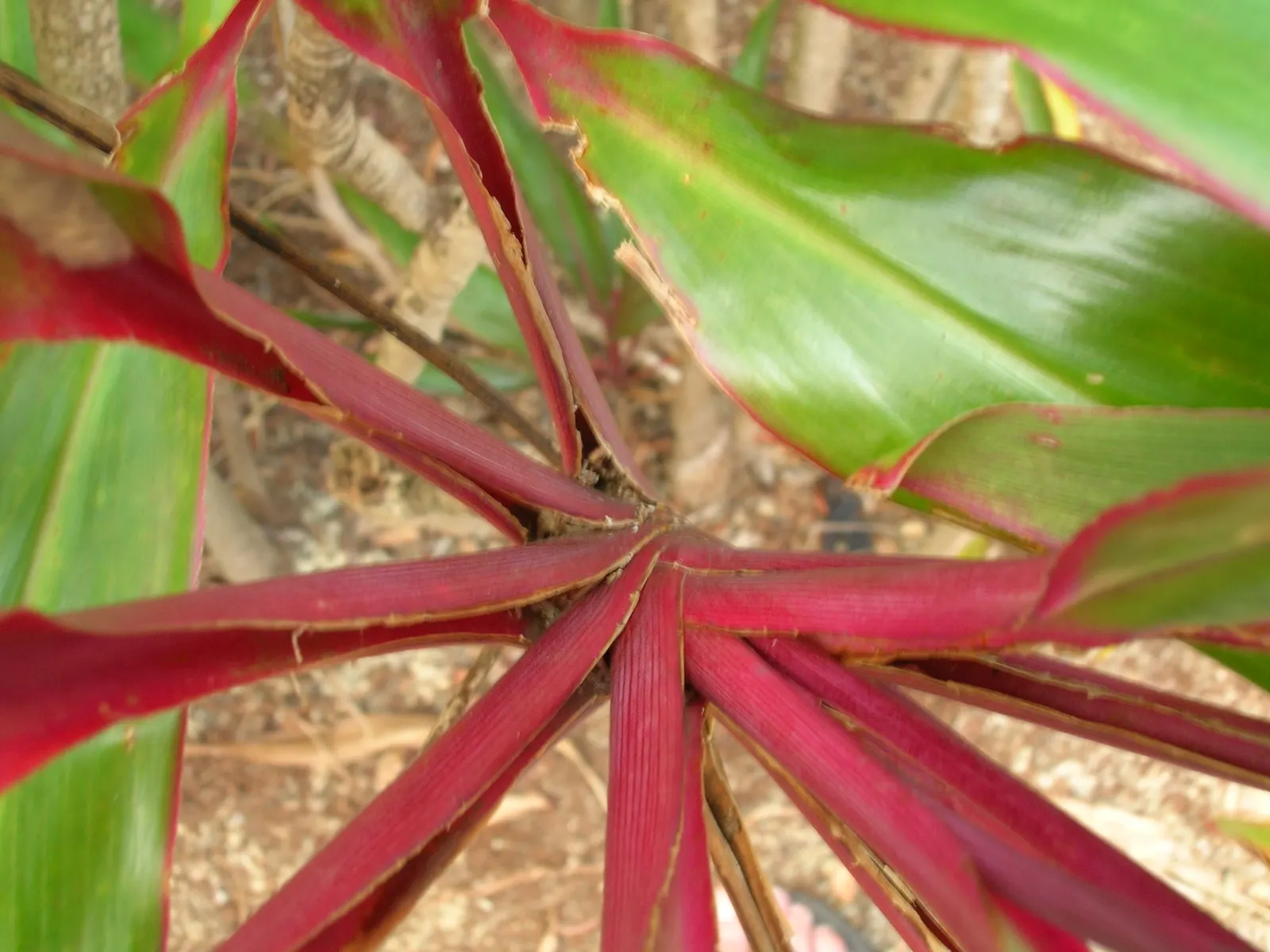 Hawaiian Ti Plant (Cordyline Terminalis) — consider placing it as a focal point or in groups to achieve a lush; enchanting both the client and, image 146