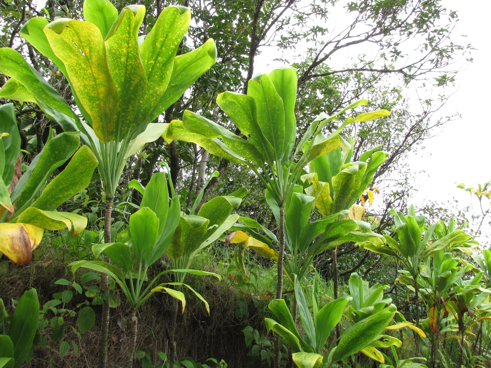 Hawaiian Ti Plant (Cordyline Terminalis) — Seasonal blooms, purple or white, appear atop 1 ft stalks; vibrant leaves arching 1-2 ft long
