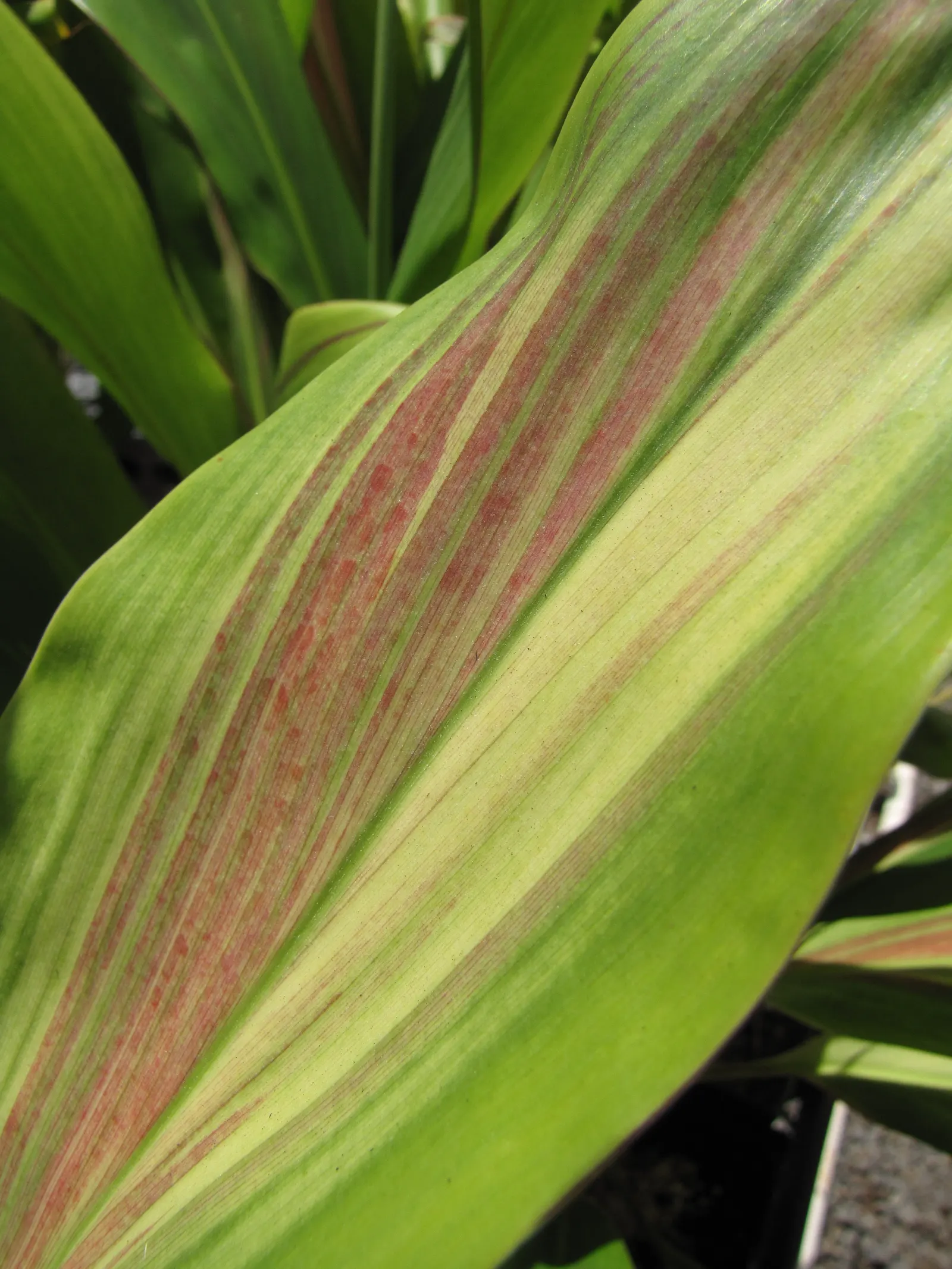Hawaiian Ti Plant (Cordyline Terminalis) — from deep greens to variegated patterns of reds; perennial for full or half, image 144