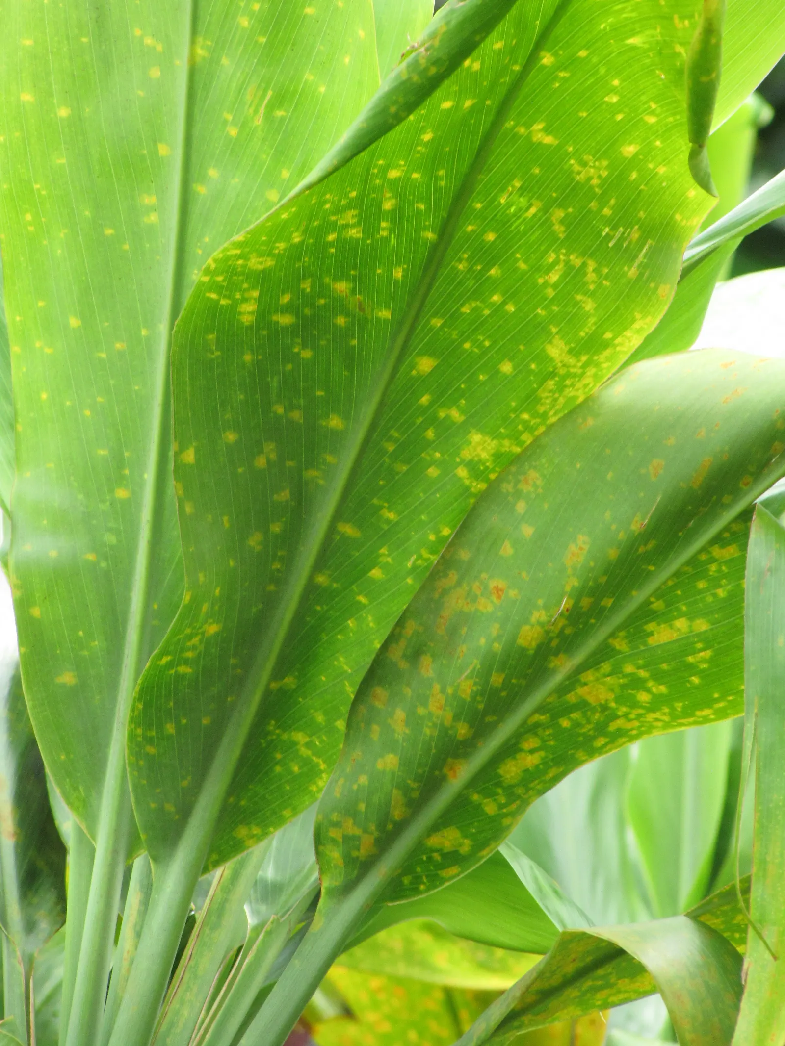 Hawaiian Ti Plant (Cordyline Terminalis) — perennial for full or half; regular watering to maintain evenly moist soil and an application of a balanced