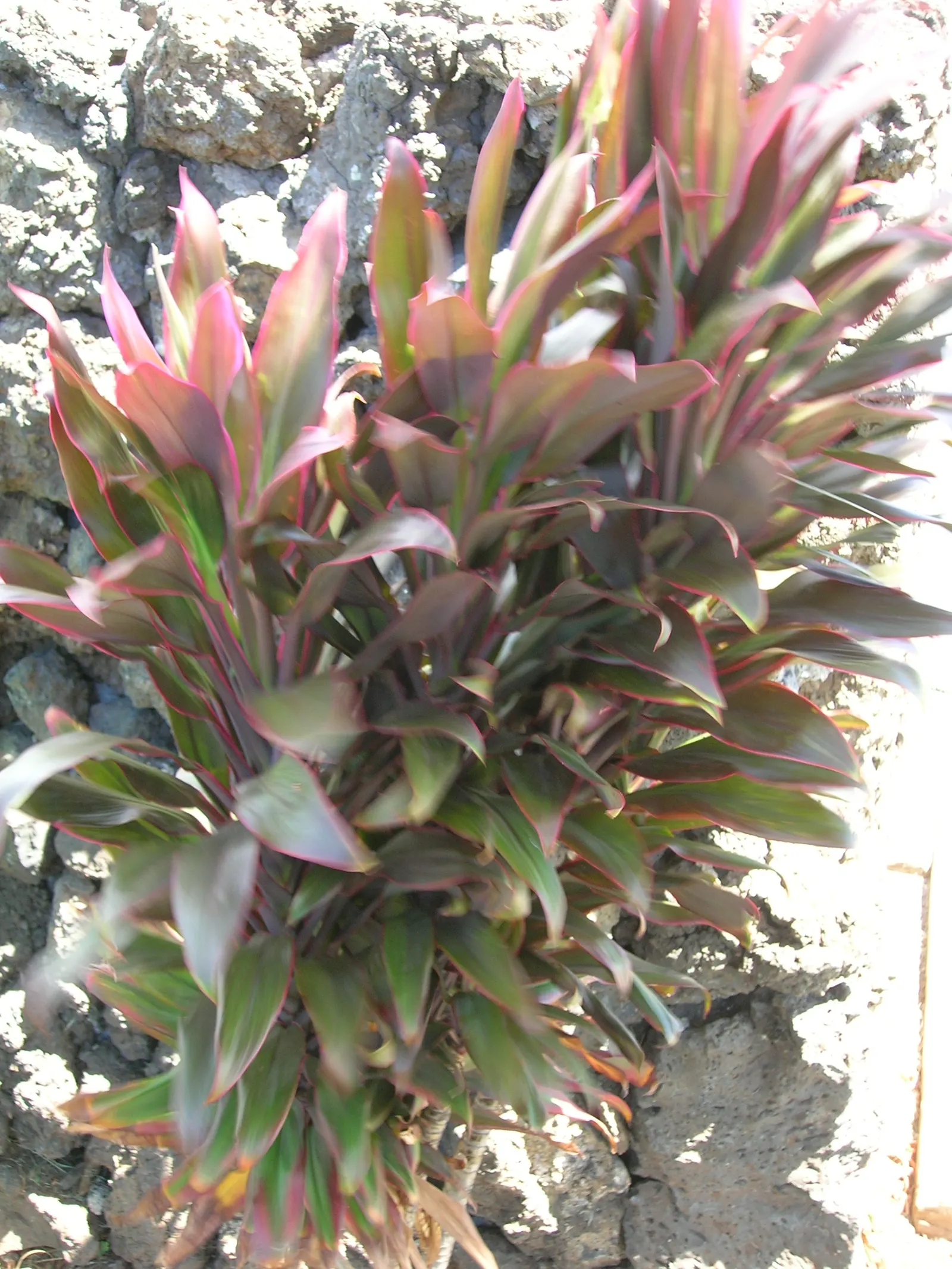 Hawaiian Ti Plant (Cordyline Terminalis) — Excellent for statement bordering or container planting, offering year-round foliage interest; from deep, image 81