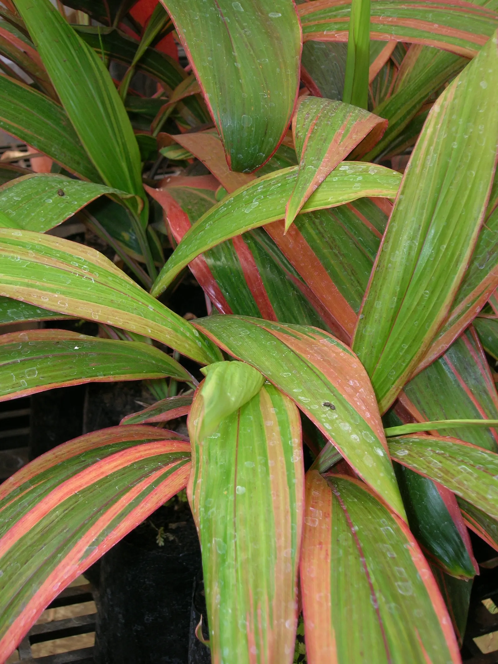 Hawaiian Ti Plant (Cordyline Terminalis) — The foliage presents in a stunning array of hues, image 23