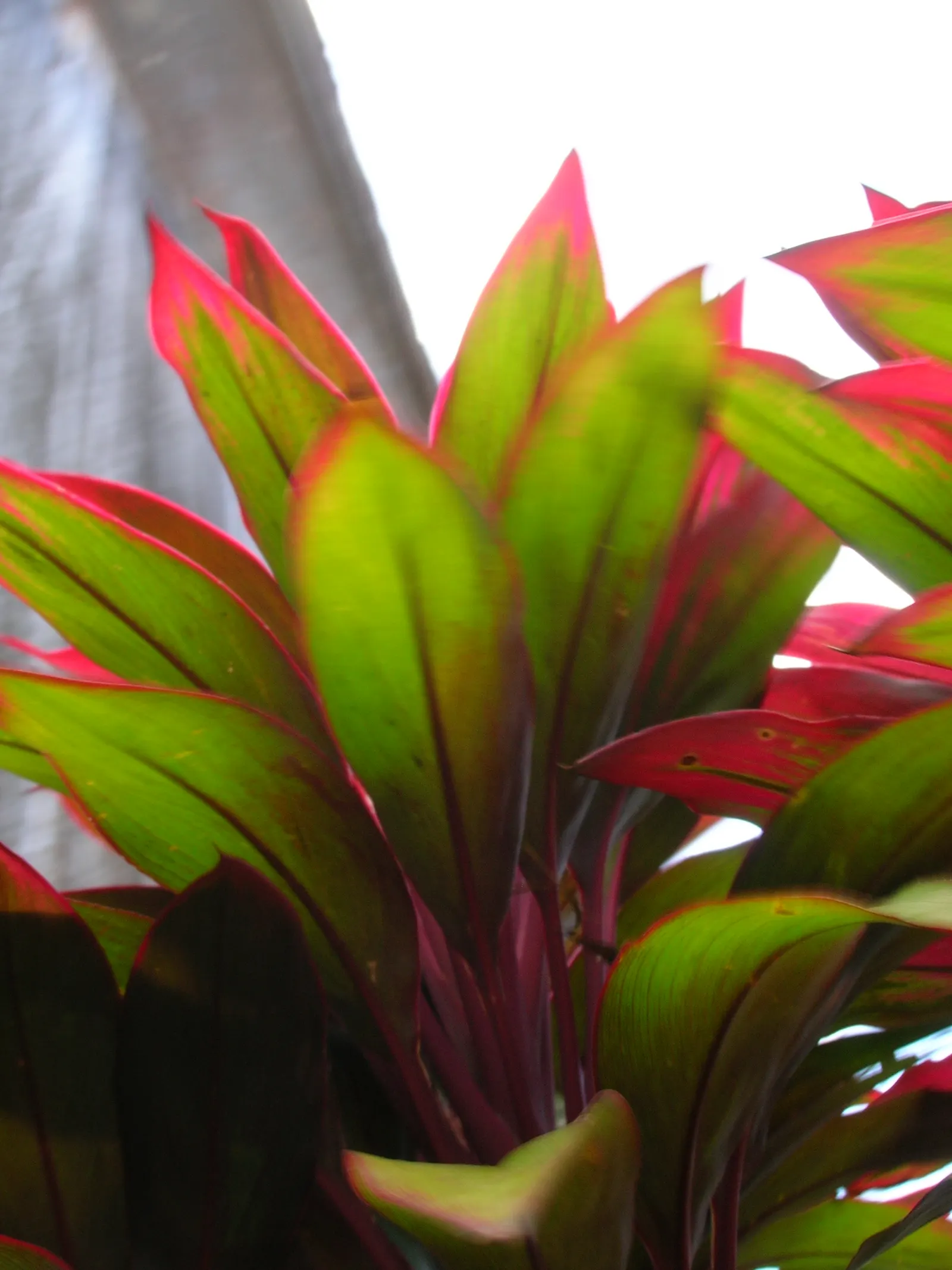 Hawaiian Ti Plant (Cordyline Terminalis) — consider placing it as a focal point or in groups to achieve a lush; enchanting both the client and, image 71