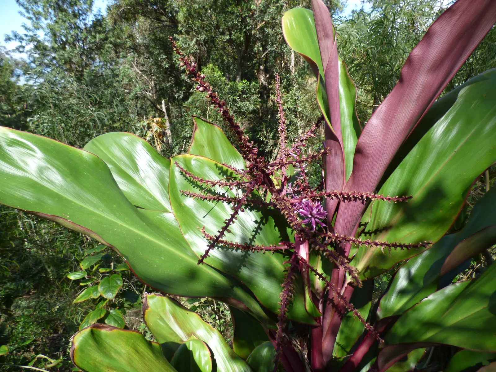 Hawaiian Ti Plant (Cordyline Terminalis) — Prefers indirect sunlight, growing 3-10 ft high and 2-4 ft wide at maturity, image 138