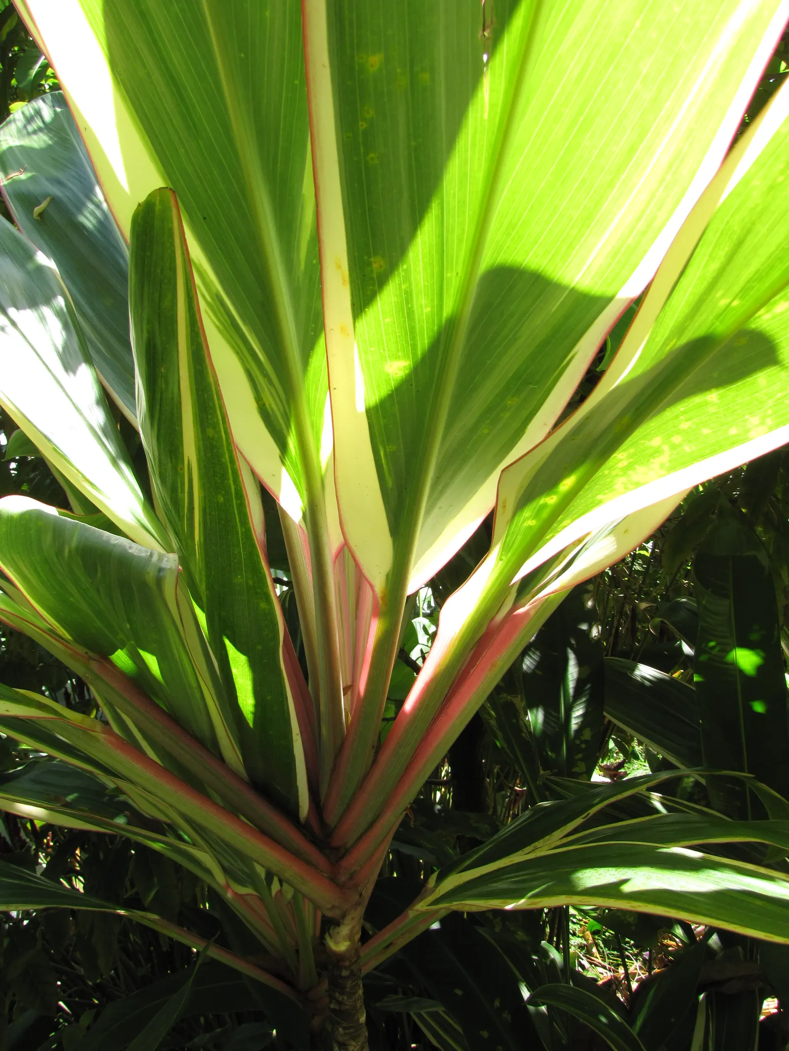 Hawaiian Ti Plant (Cordyline Terminalis) — this resilient and low-maintenance plant can become a captivating feature