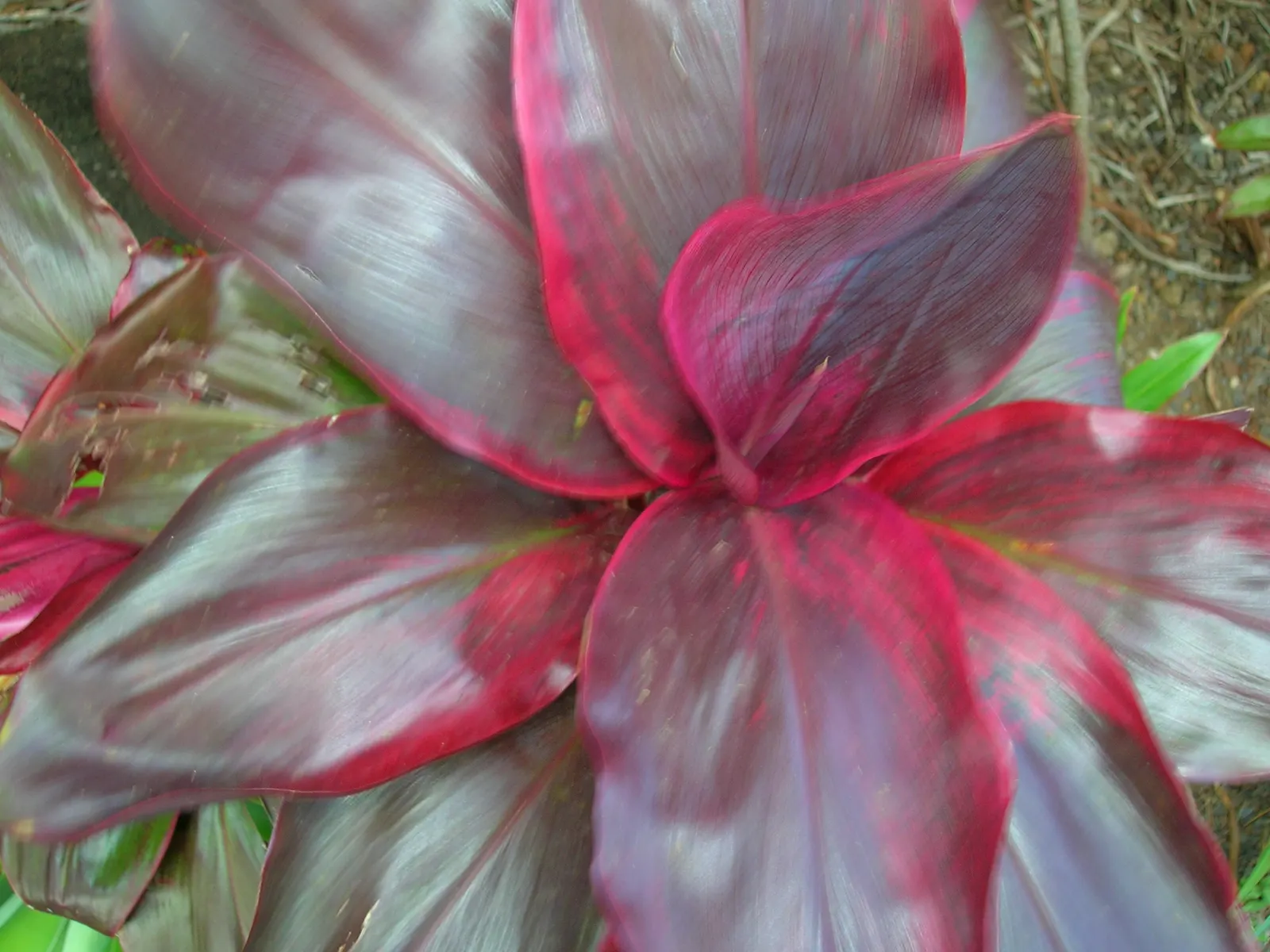 Hawaiian Ti Plant (Cordyline Terminalis) — enchanting both the client and visitors with its rich colors and striking appearance; seasonal blooms, image 164