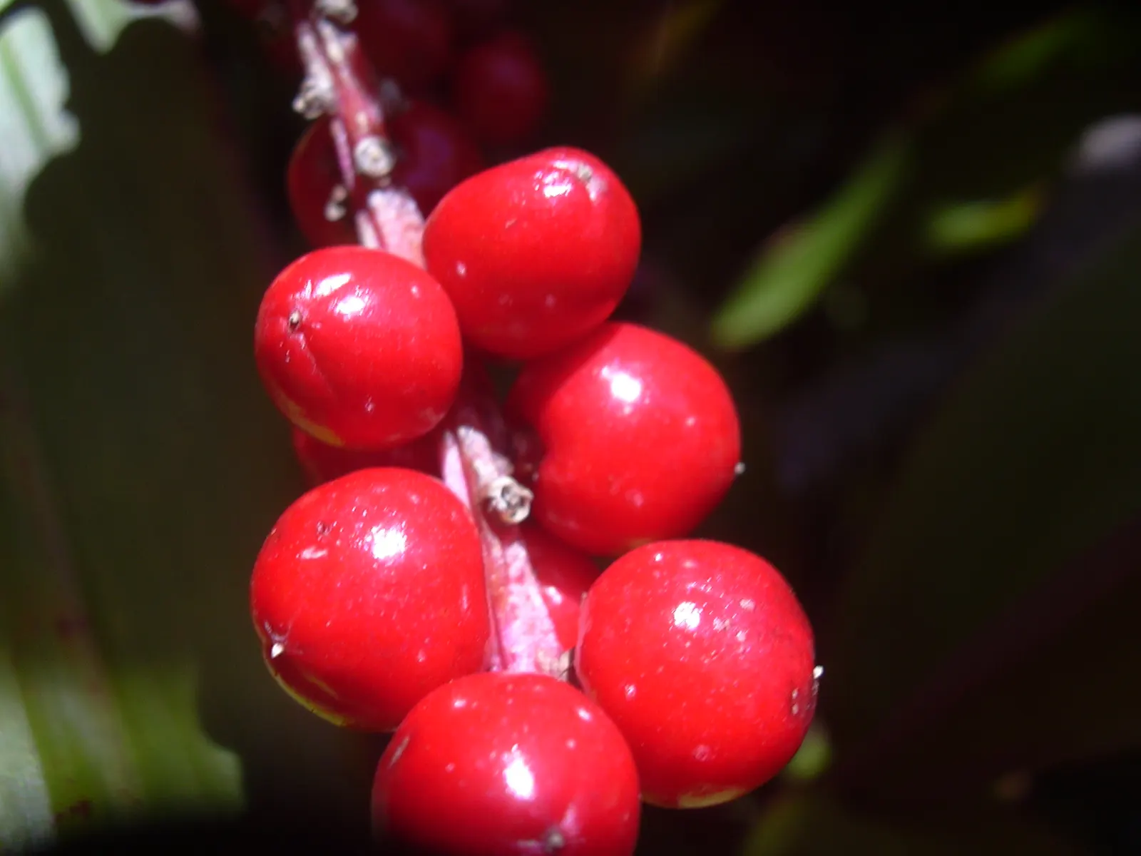 Hawaiian Ti Plant (Cordyline Terminalis) — The foliage presents in a stunning array of hues, image 188